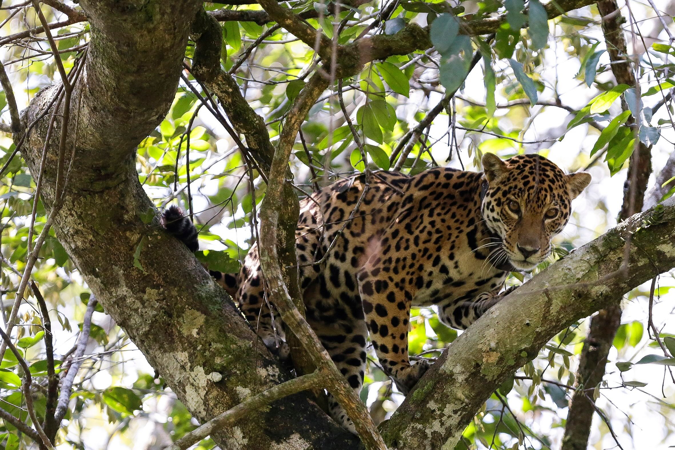 An adult female jaguar (*Panthera onca*) is seen perched in a tree in the Apuí area during the high-water season in the floodplain of the Mamirauá Sustainable Development Reserve.