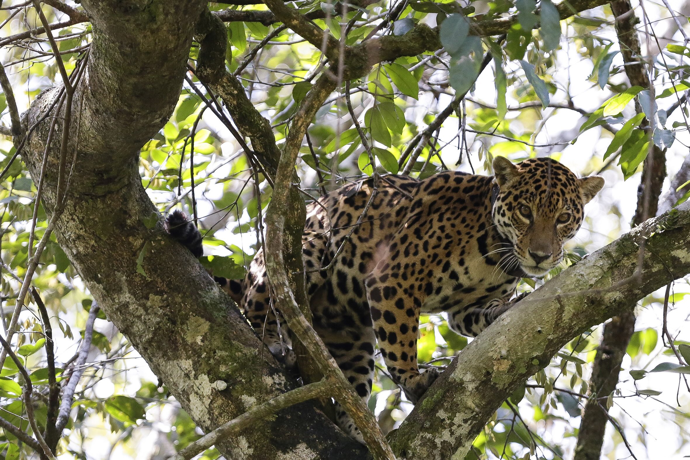 An adult female jaguar (*Panthera onca*) is seen perched in a tree in the Apuí area during the high-water season in the floodplain of the Mamirauá Sustainable Development Reserve.
