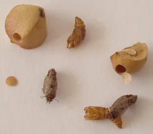 Mexican Jumping beans Mexican Jumping beans