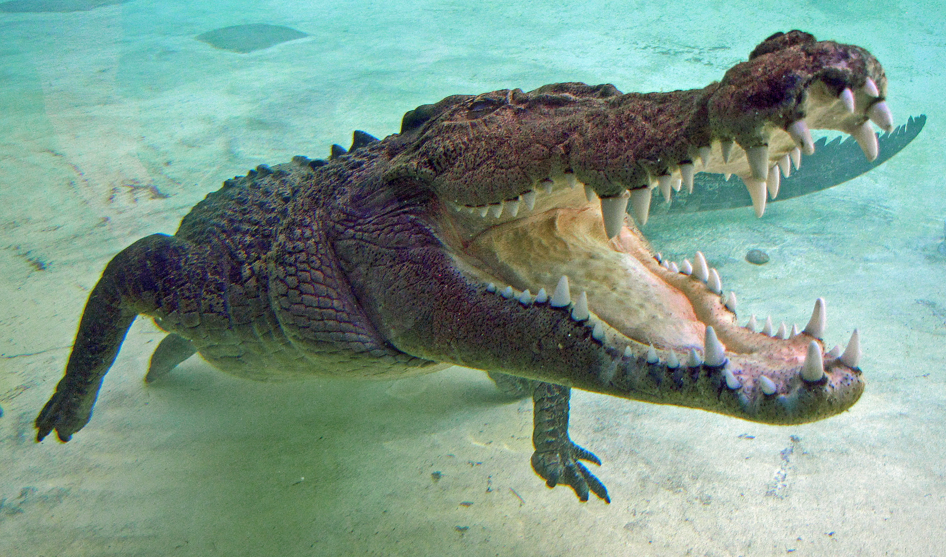 Saltwater crocodile (Crocodylus porosus) underwater