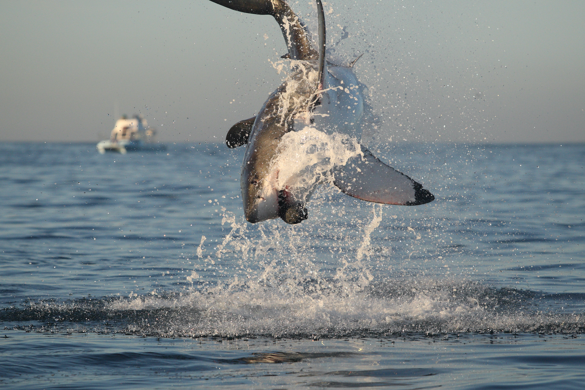 Great white shark breaching