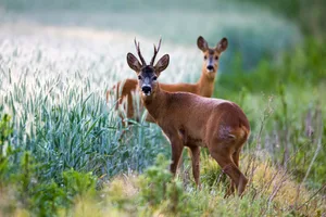 Roe deer Roe deer