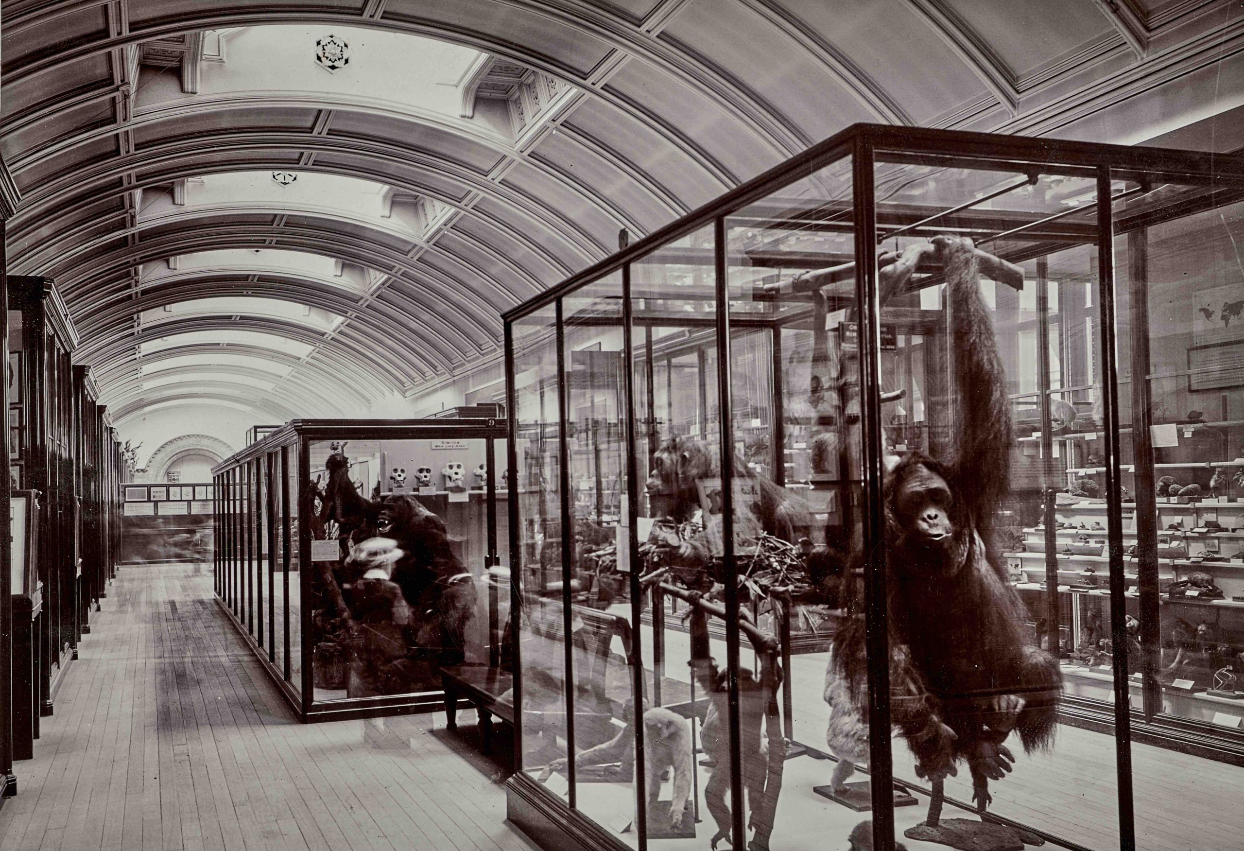 Upper Mammals Gallery Natural History Museum London