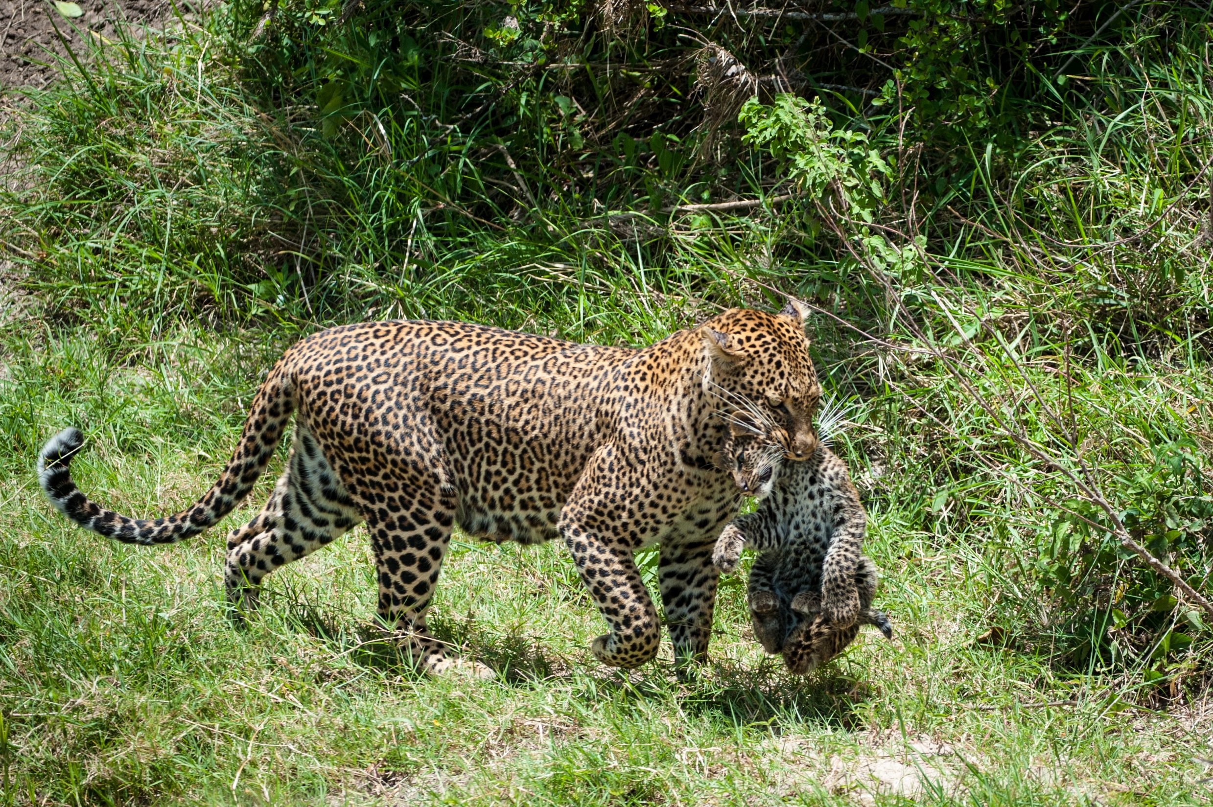 A female leopard carries her cub by the scruff in the Maasai Mara, Kenya