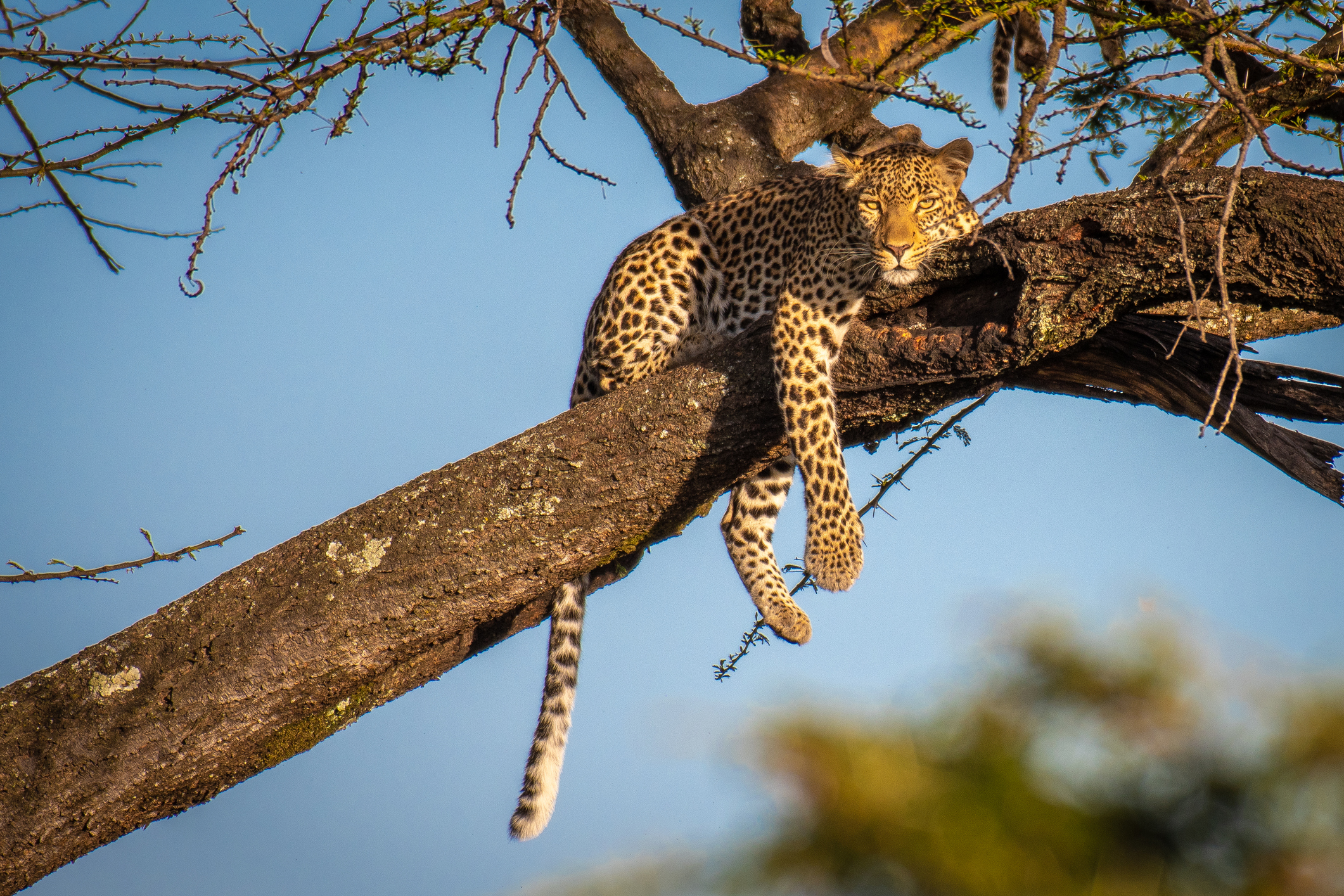 Leopard lounging in a tree