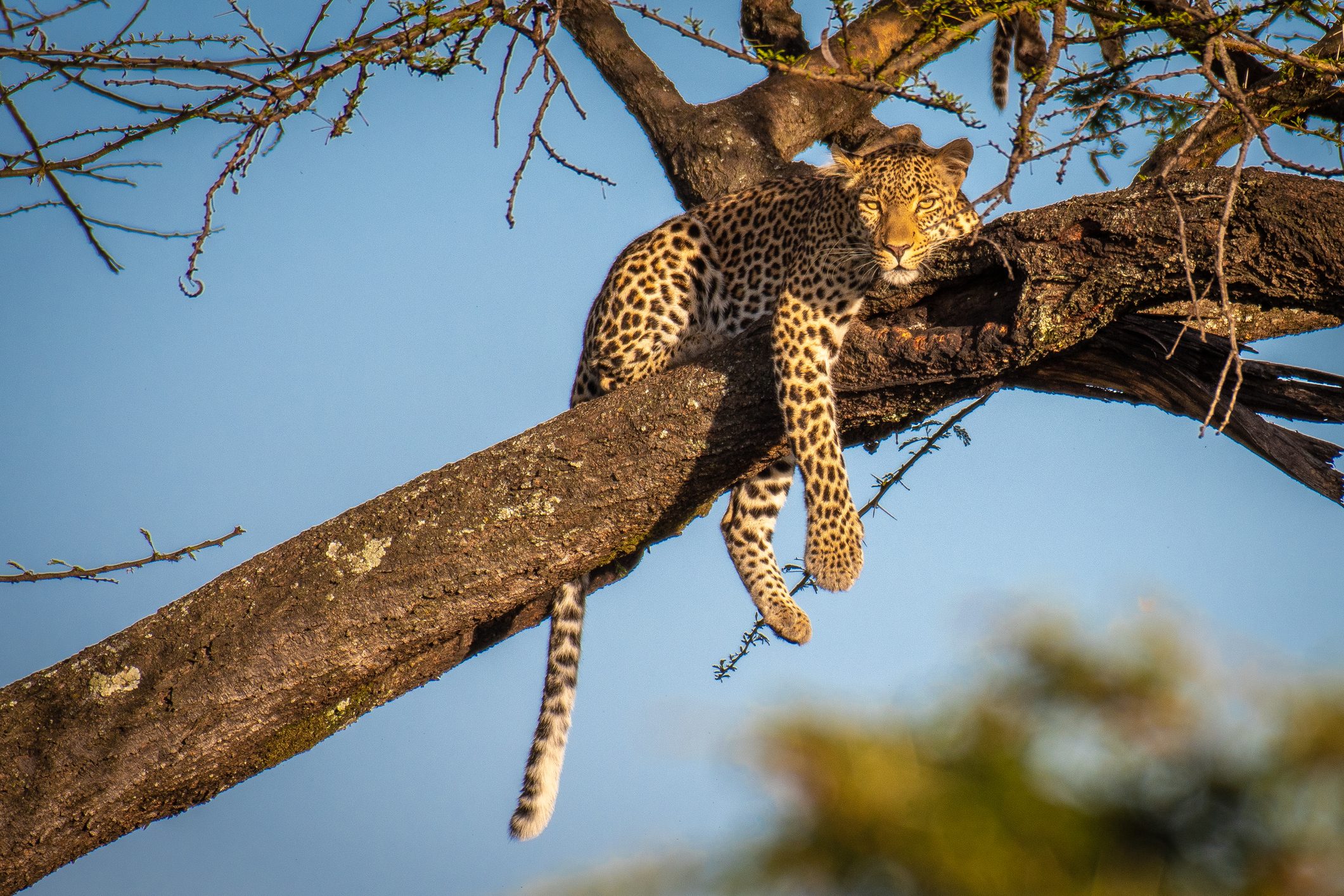 Leopard lounging in a tree