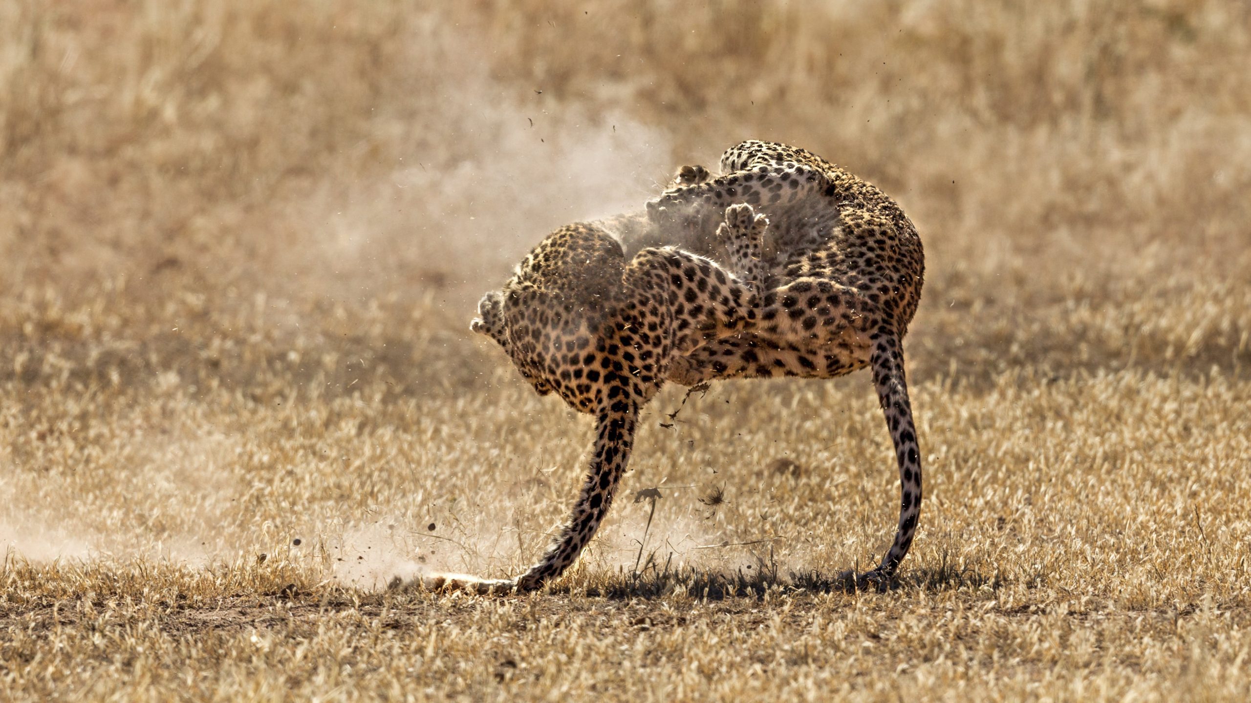 Close-up of leopards on field