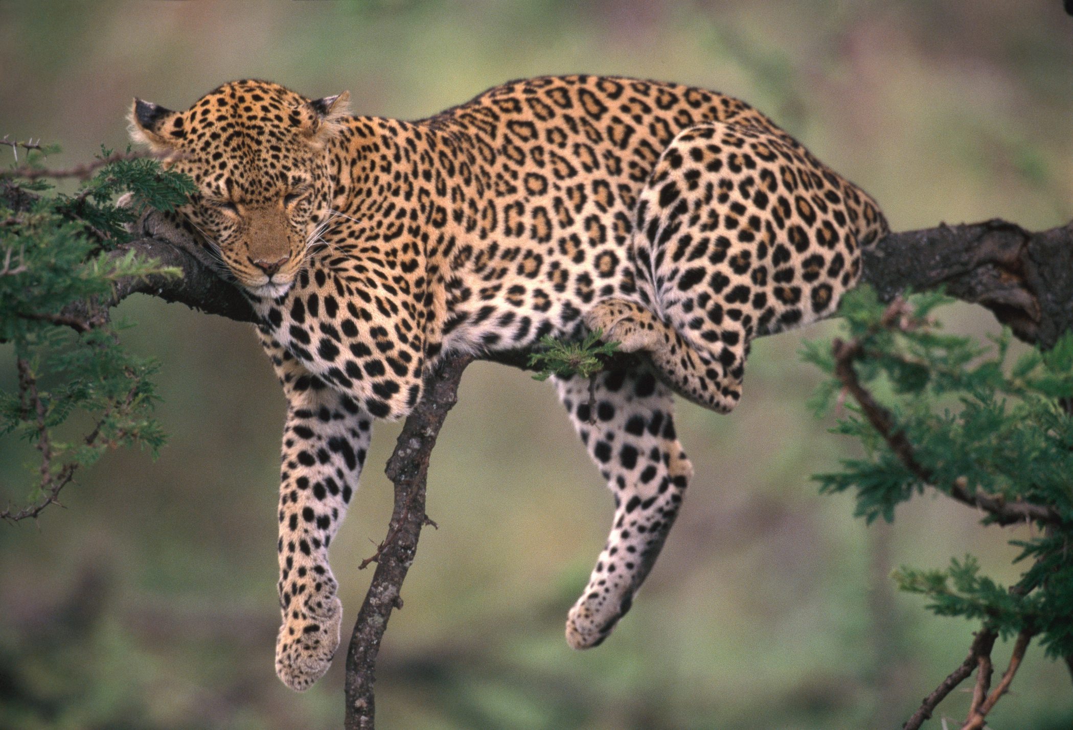 Leopard sleeping in tree