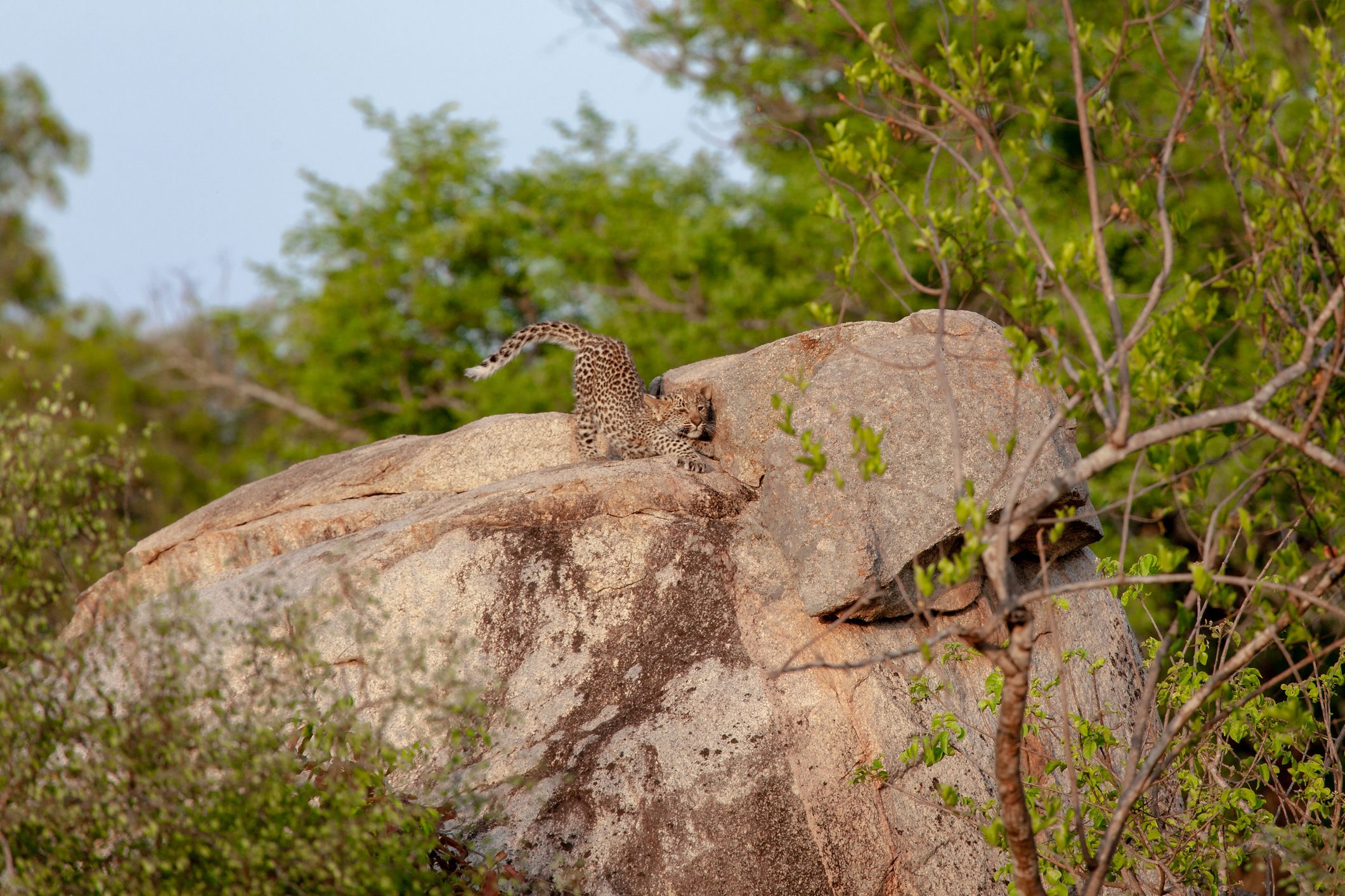 A leopard cub, Panthera pardus, stretches on a boulder in sunlight