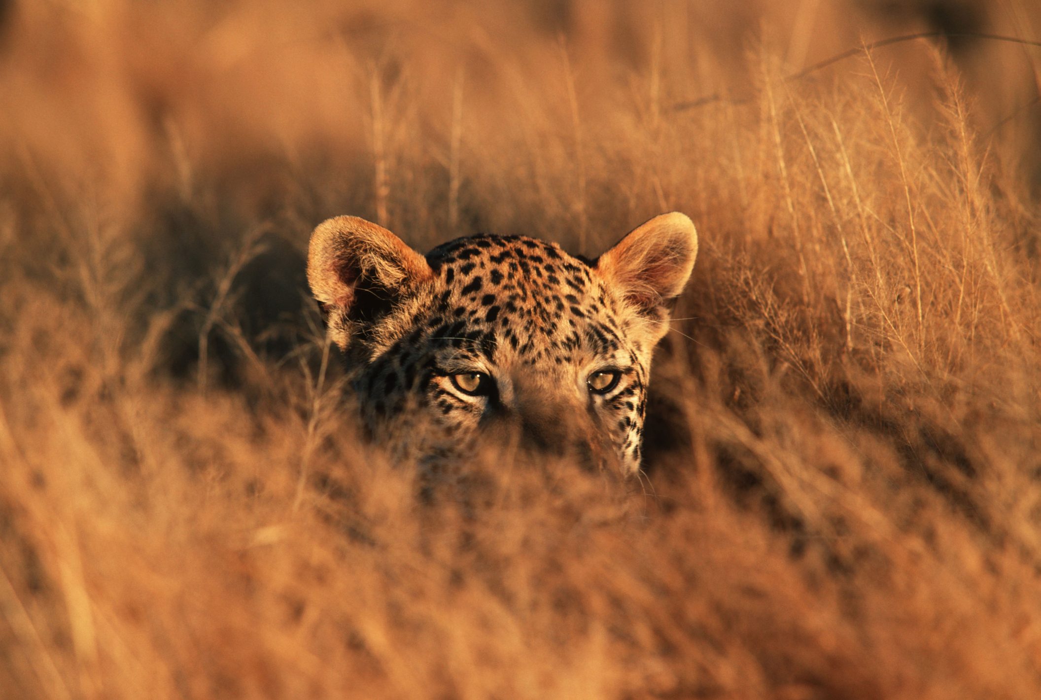Leopard waiting in the grass camouflaged