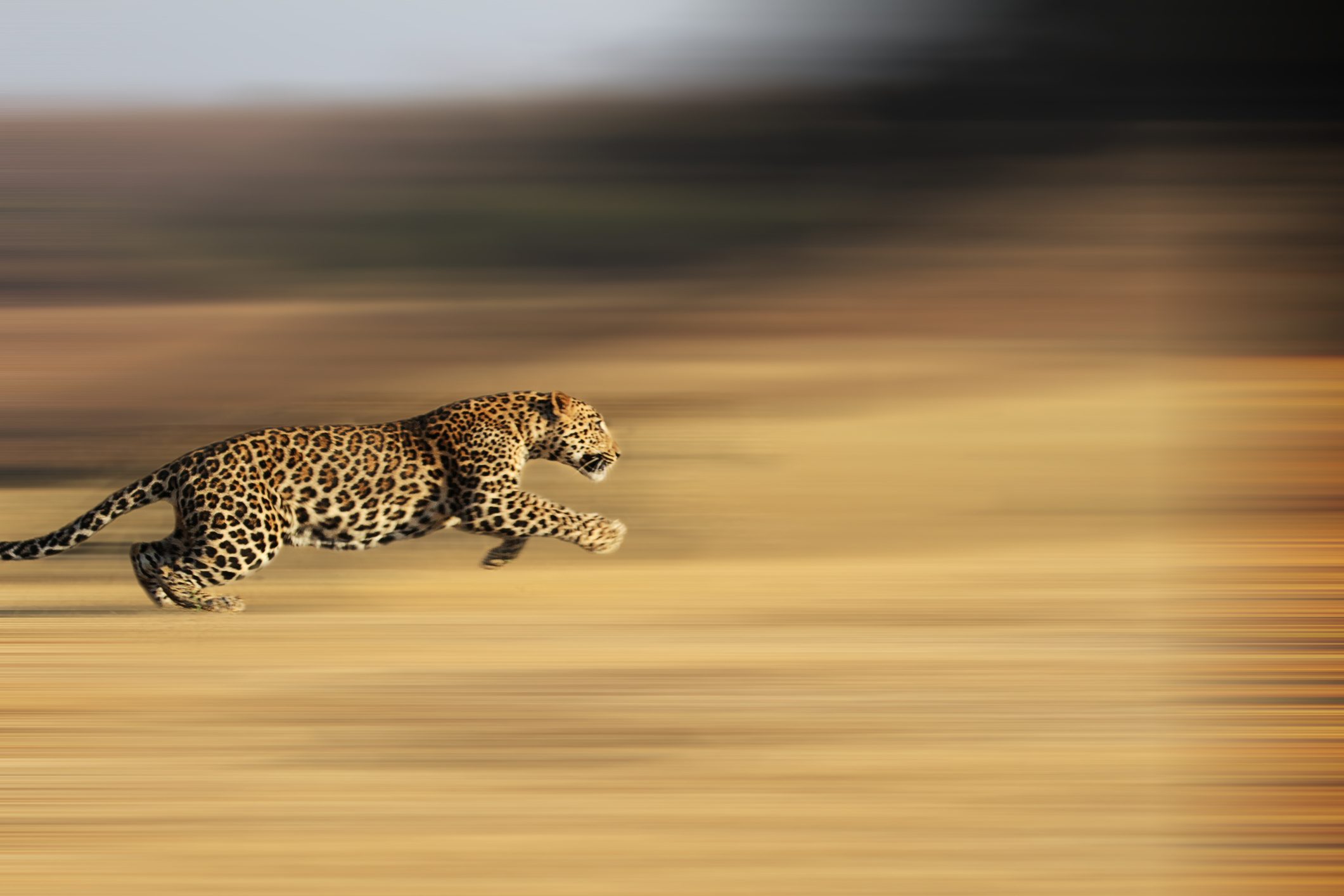 Leopard running with blurred background