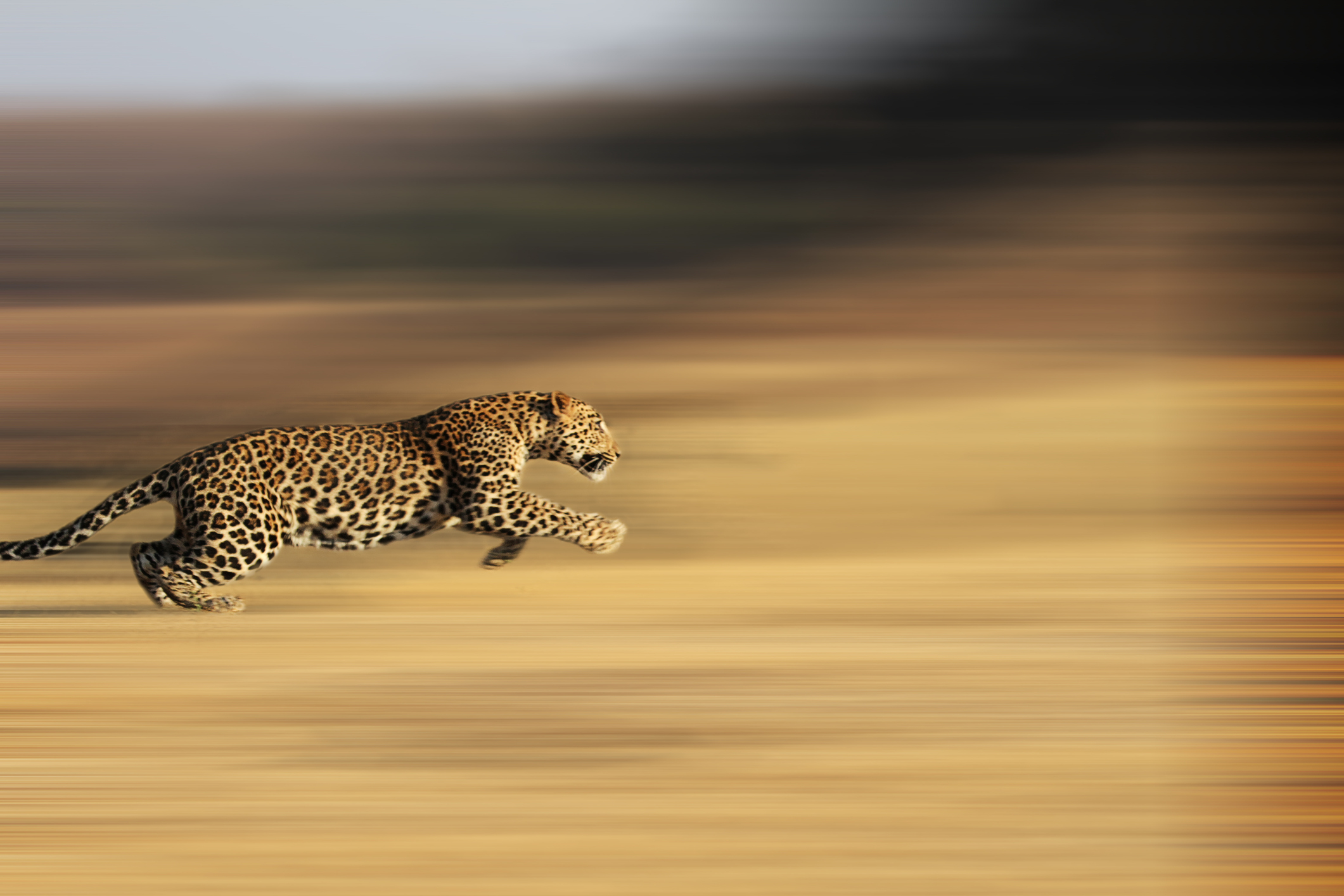 Leopard running with blurred background