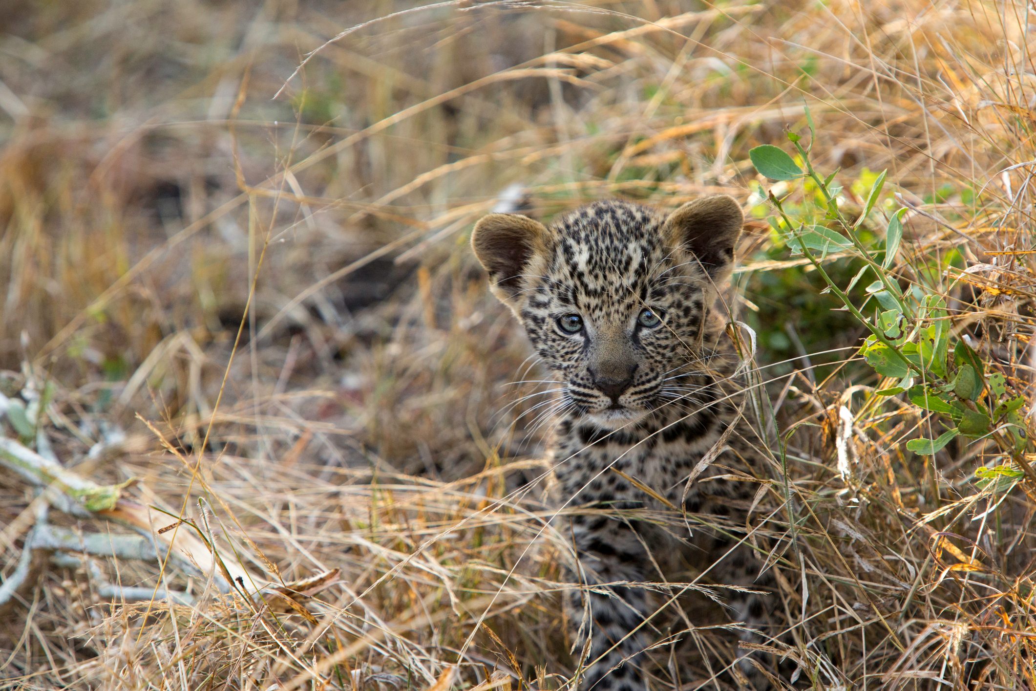 A young leopard kitten faces the camera as it stands in the brown grass