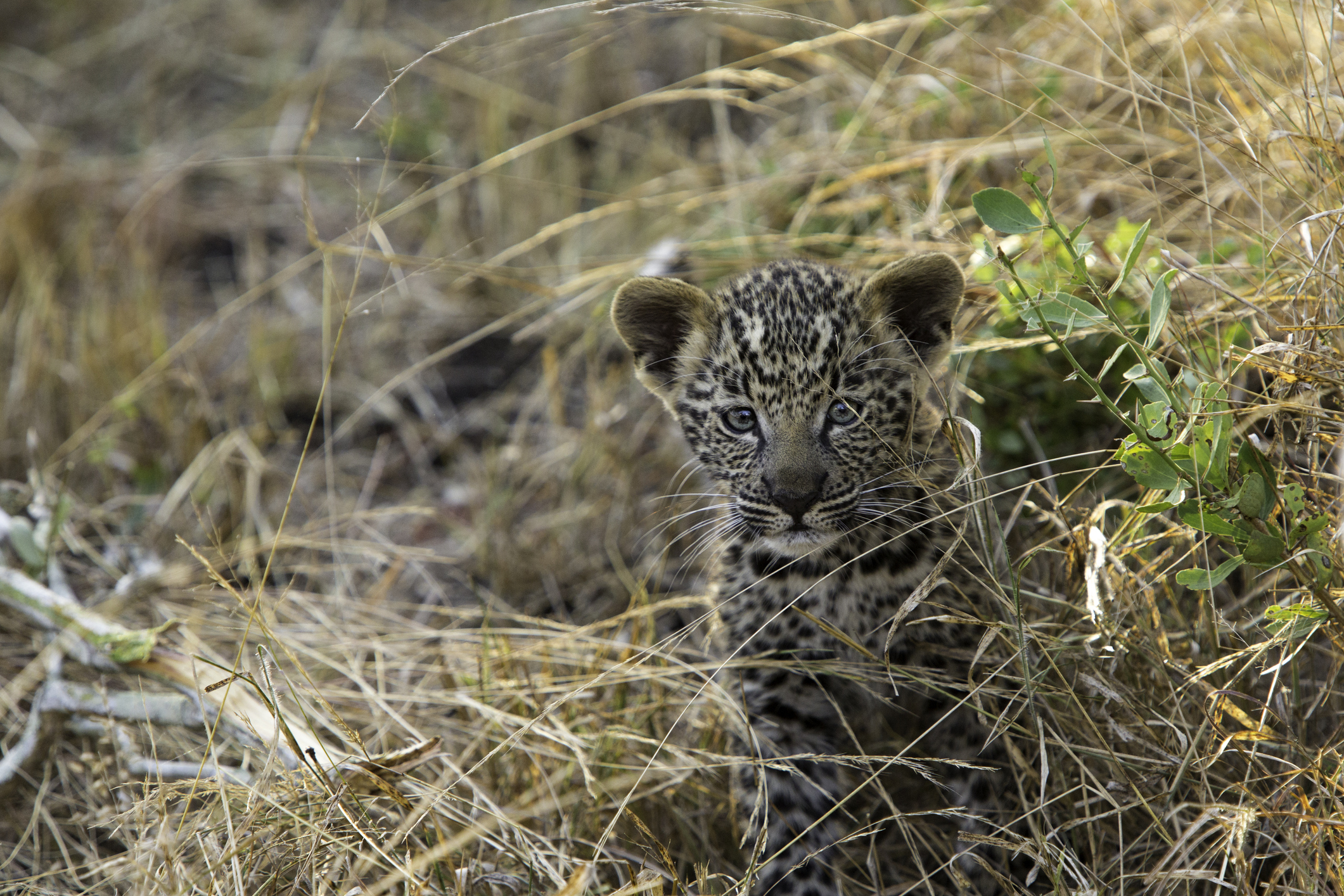 A young leopard kitten faces the camera as it stands in the brown grass