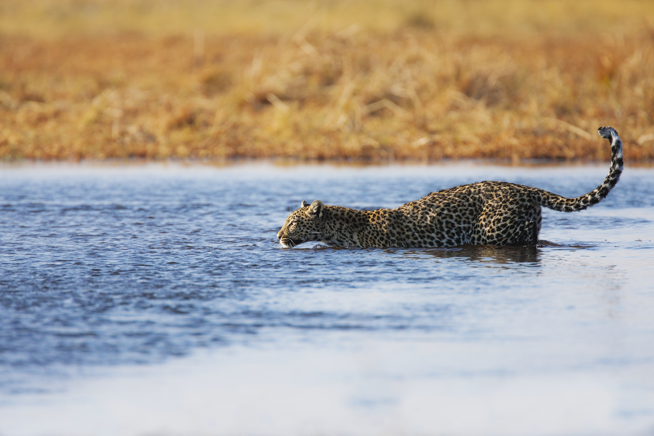 A leopard walking through the water of the Savuti marsh, Chobe National Park, Botswana, Africa