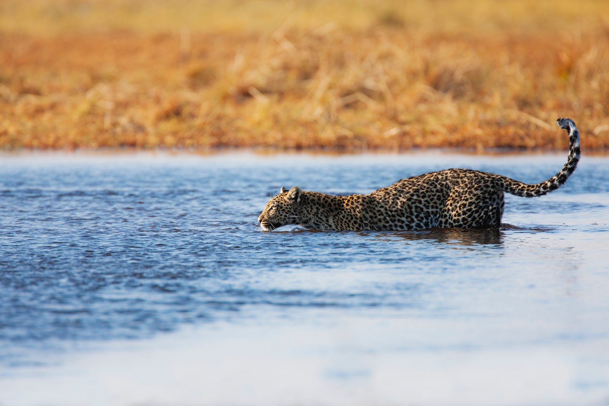 A leopard walking through the water of the Savuti marsh, Chobe National Park, Botswana, Africa