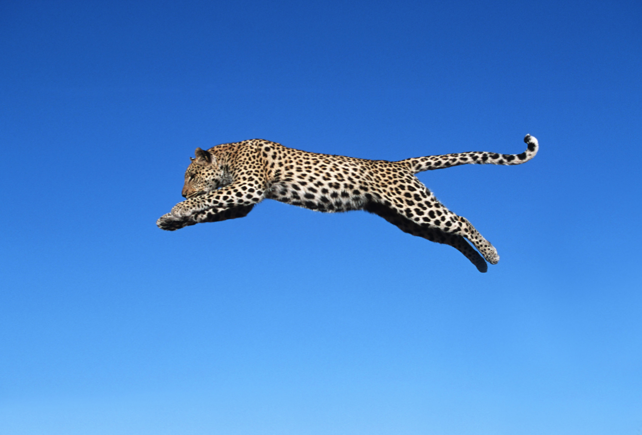 A leopard leaping across the blue sky