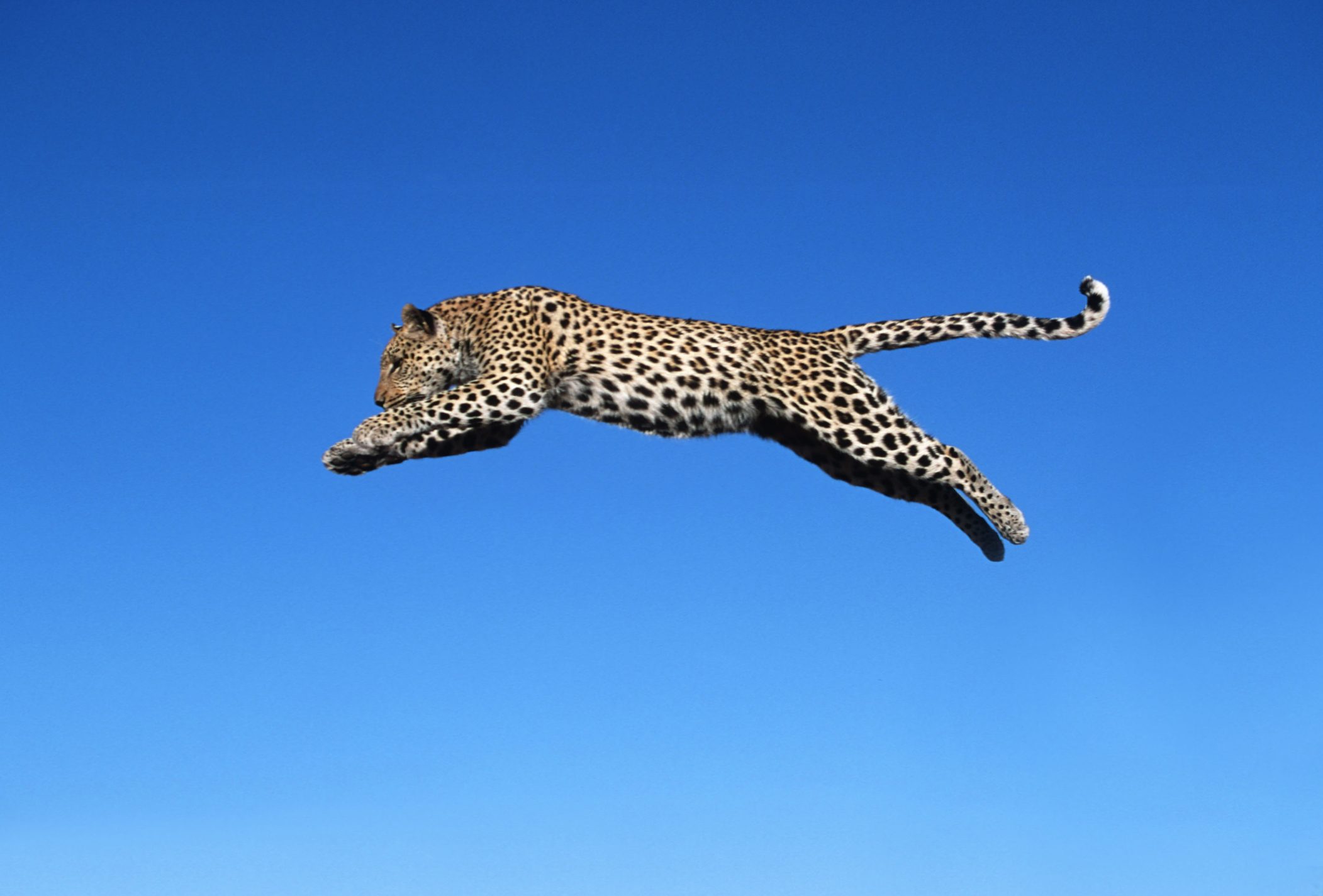 A leopard leaping across the blue sky