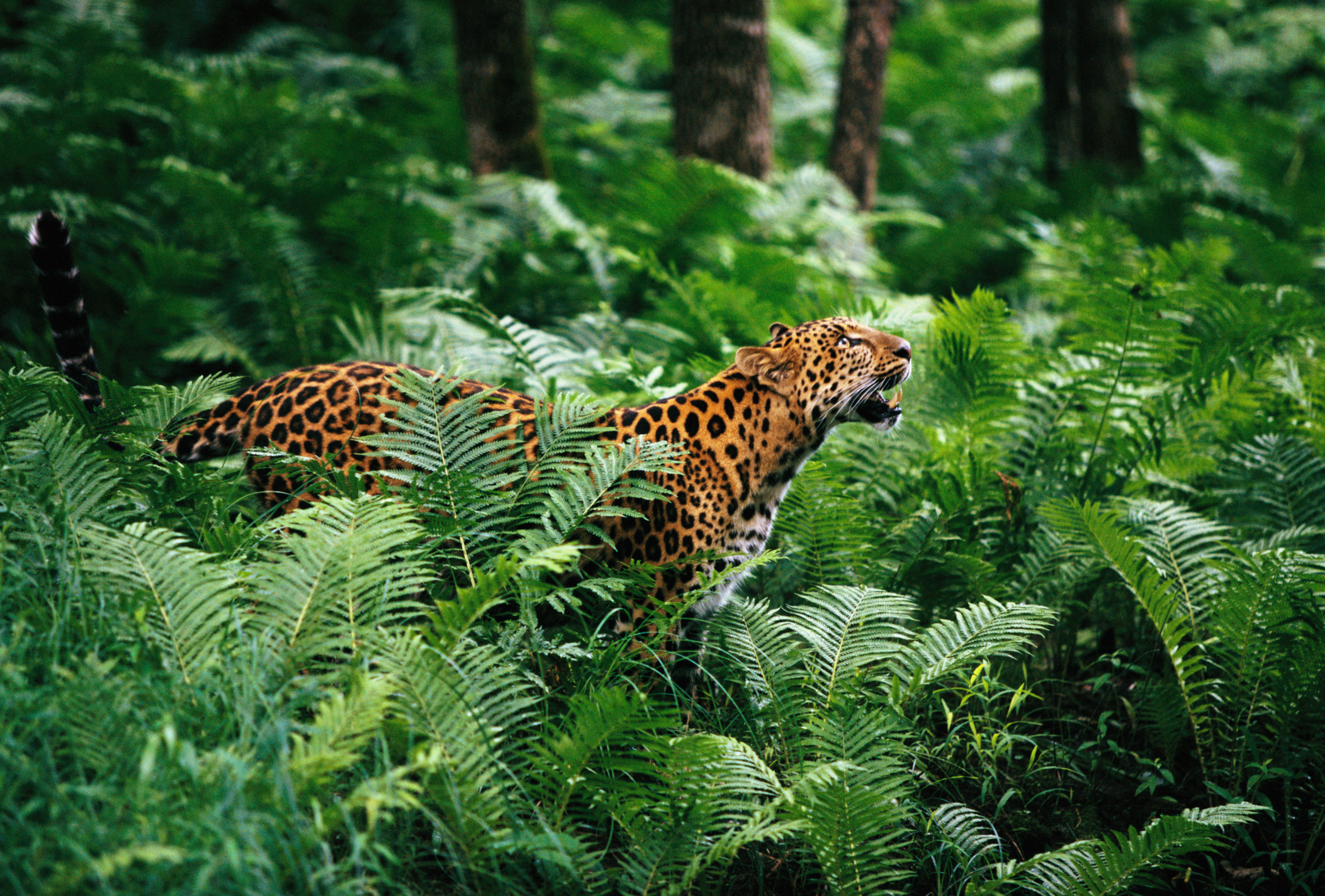Amur Leopard in Lush Forest