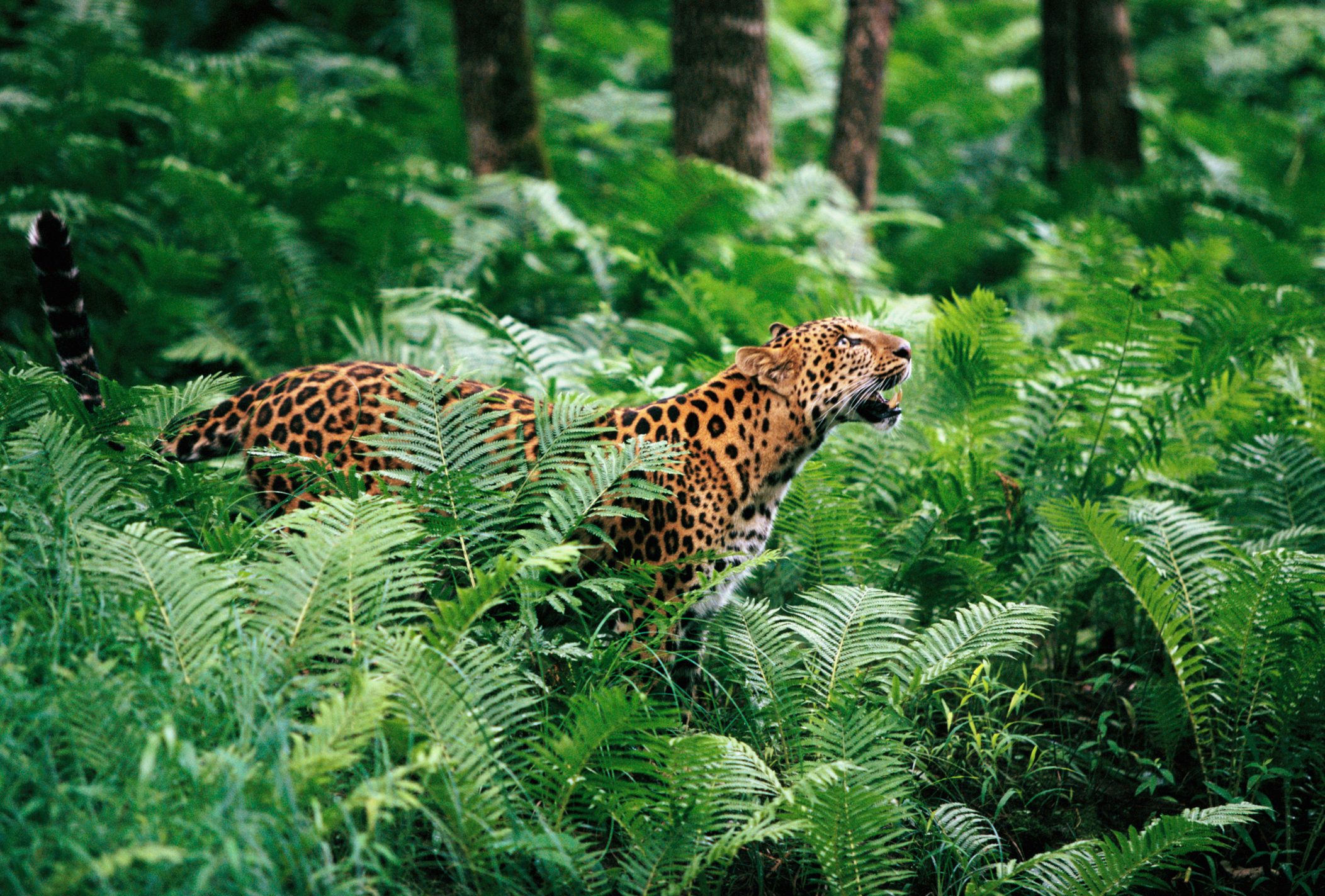 Amur Leopard in Lush Forest