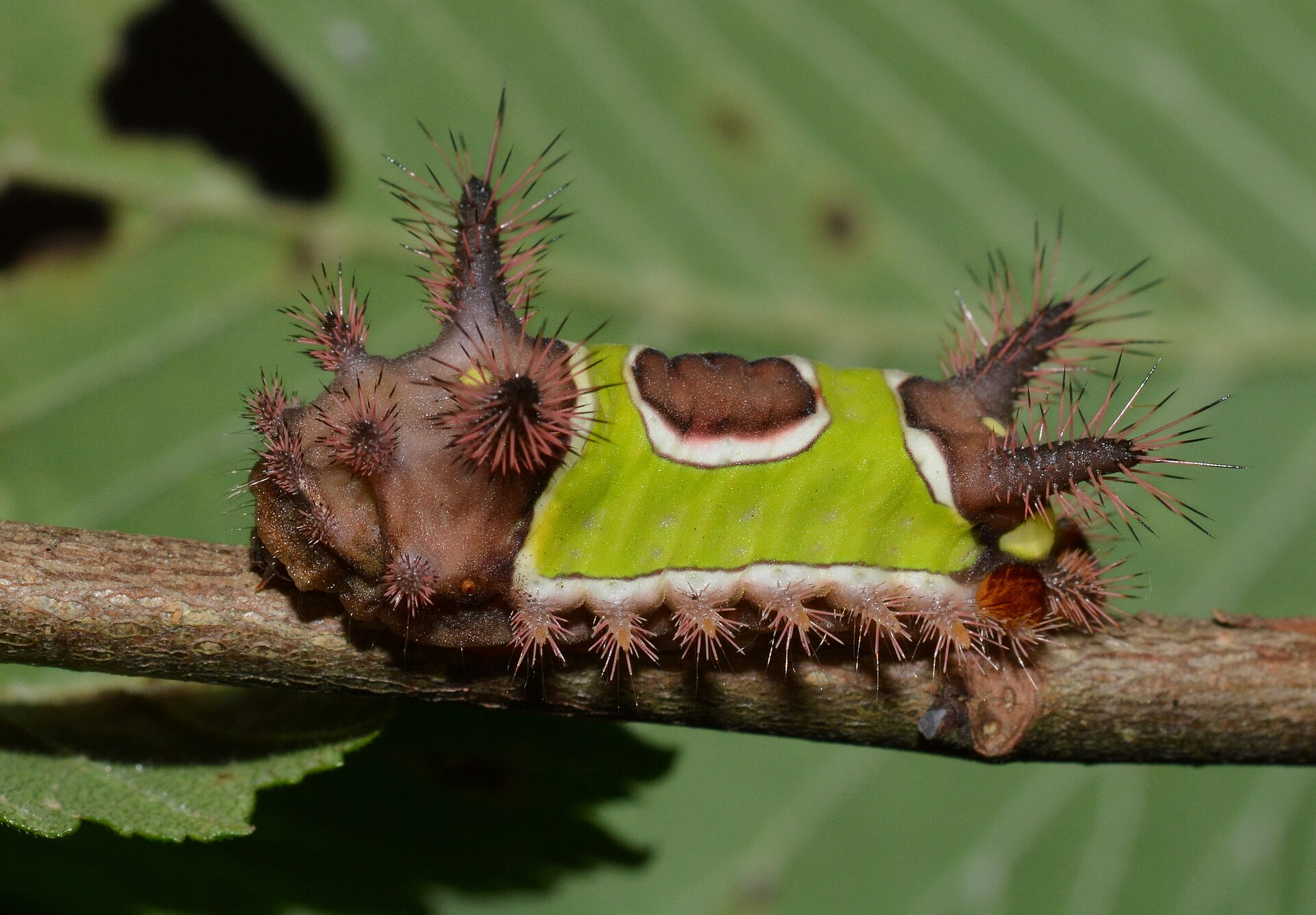 Saddleback caterpillar