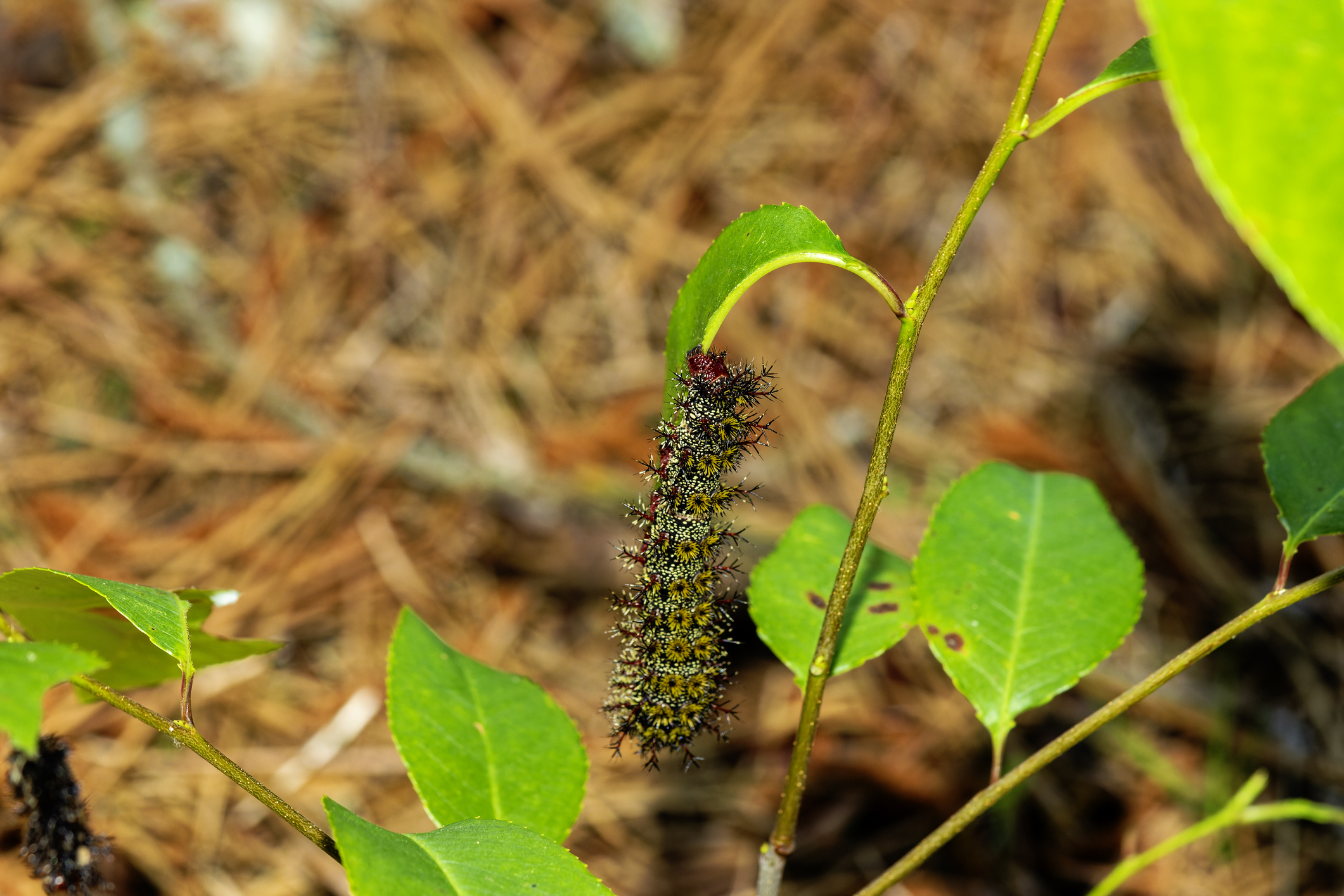 Caterpillar on leaf