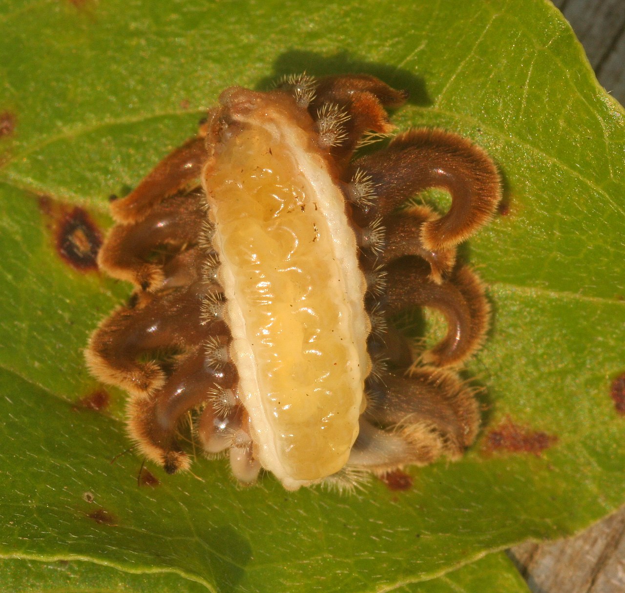 Monkey slug