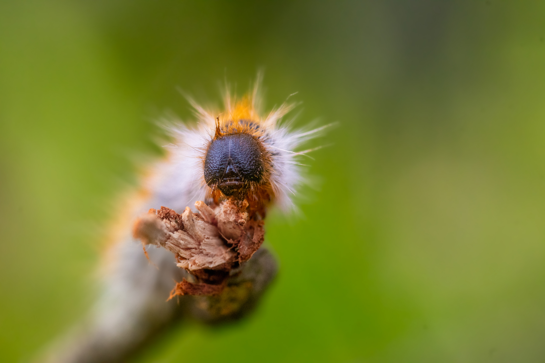 Extreme close-up of a pine processionary caterpillar