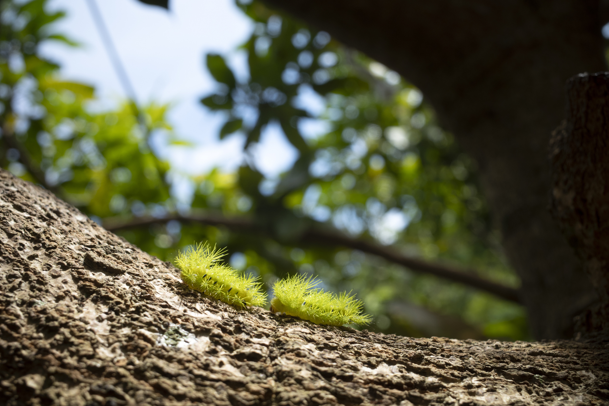 Green caterpillar on tree trunk