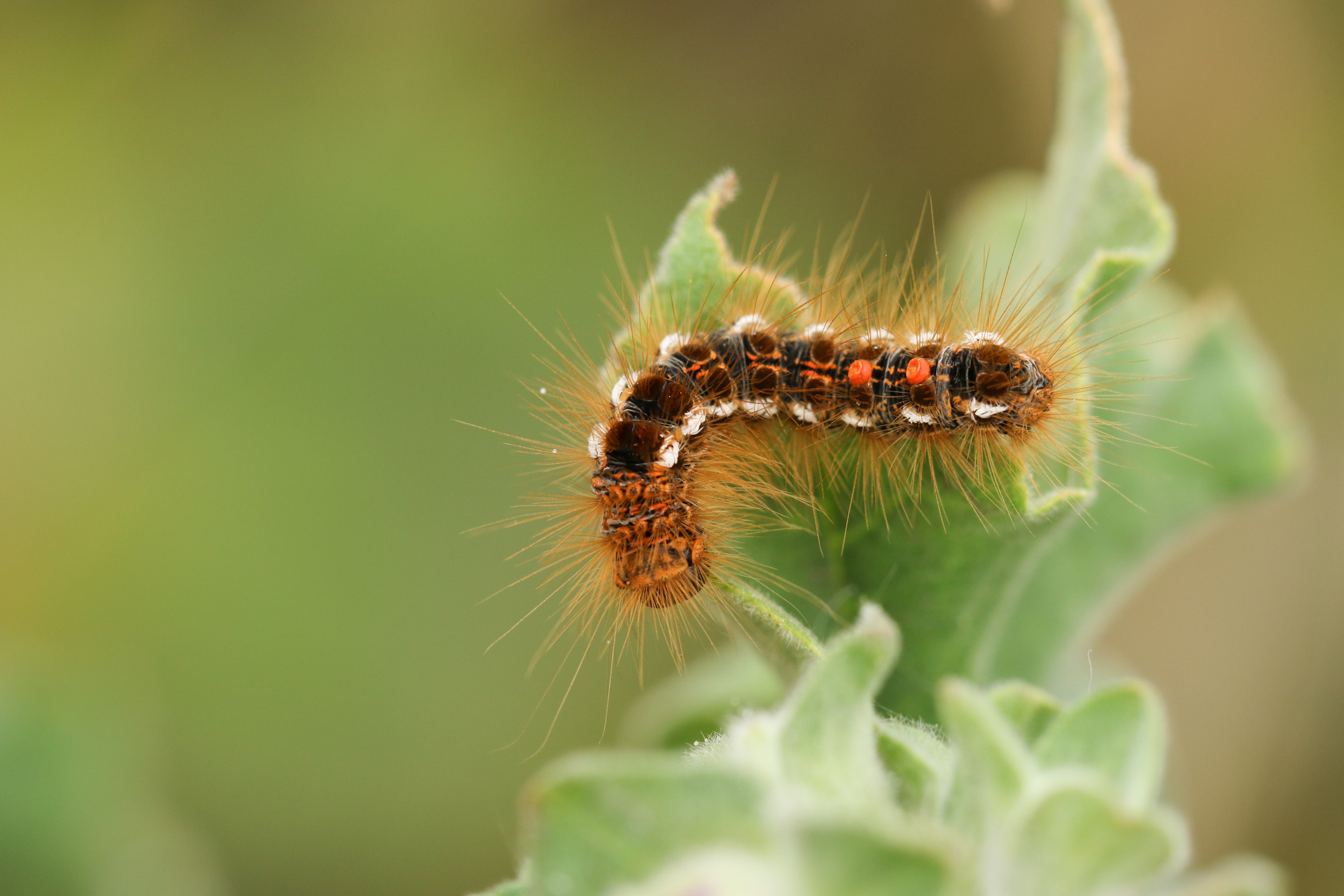 Caterpillar on leaf