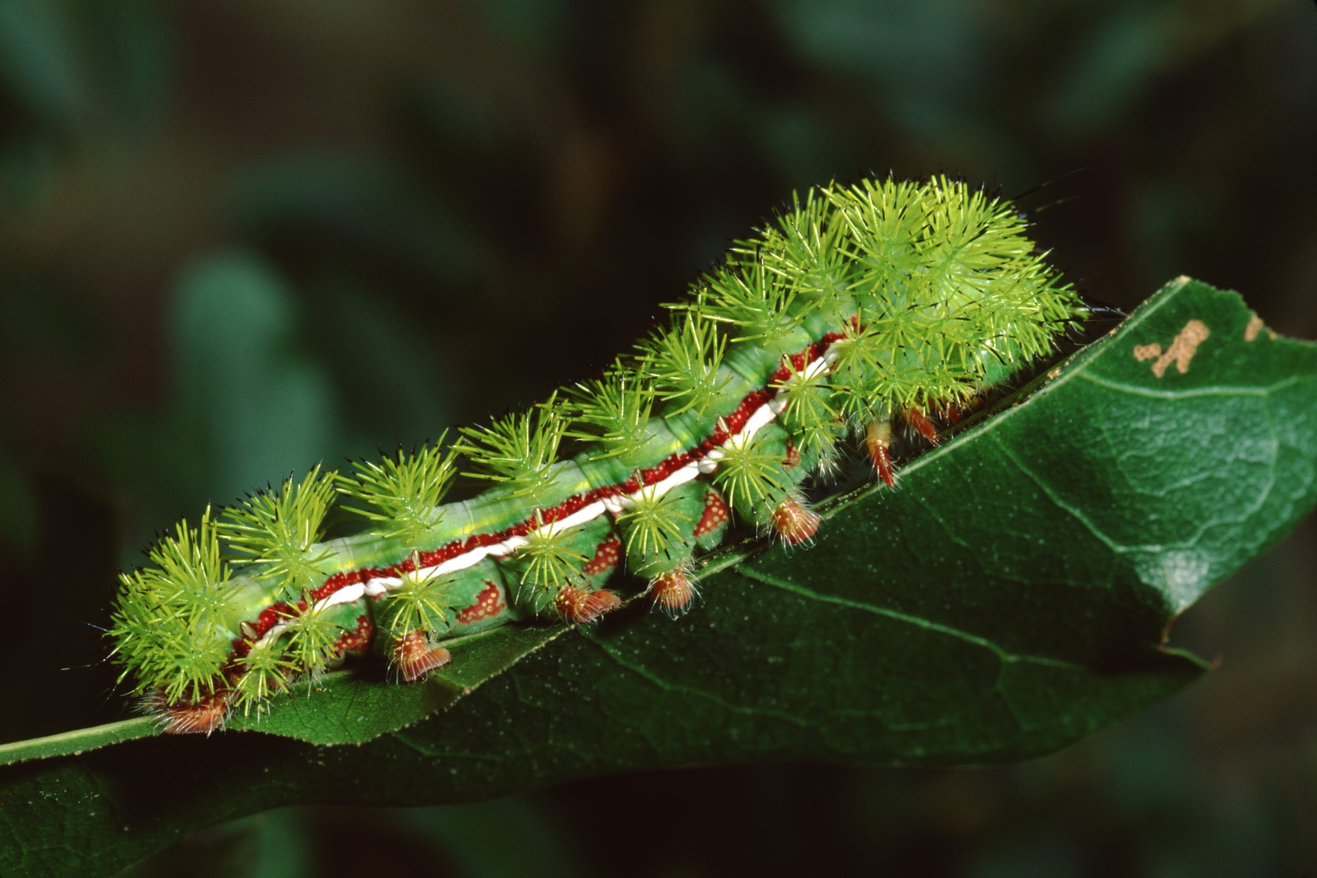 Green spiny caterpillar on leaf