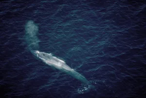 A blue whale, the world's largest mammal, blows a cloud of mist into the air as it swims at the surface of the Gulf of St. Lawrence near Escoumins, Quebec. Canada. © W. Perry Conway/Getty A blue whale, the world's largest mammal, blows a cloud of mist into the air as it swims at the surface of the Gulf of St. Lawrence near Escoumins, Quebec. Canada. © W. Perry Conway/Getty