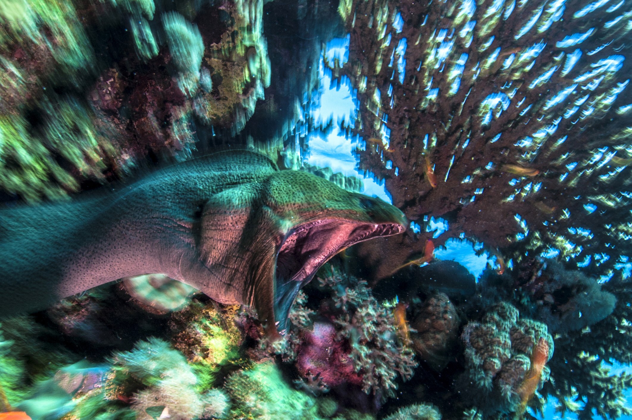 Giant moray eel