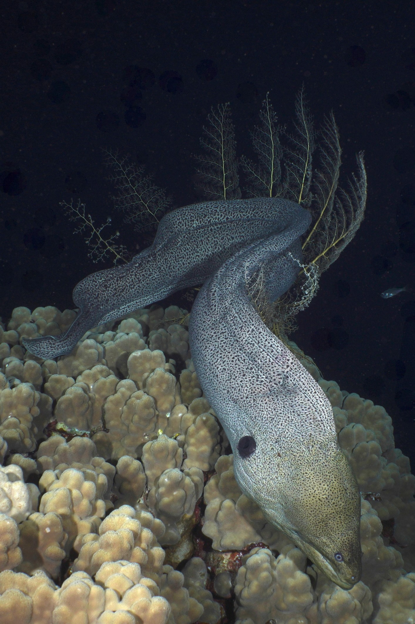 Giant moray eel