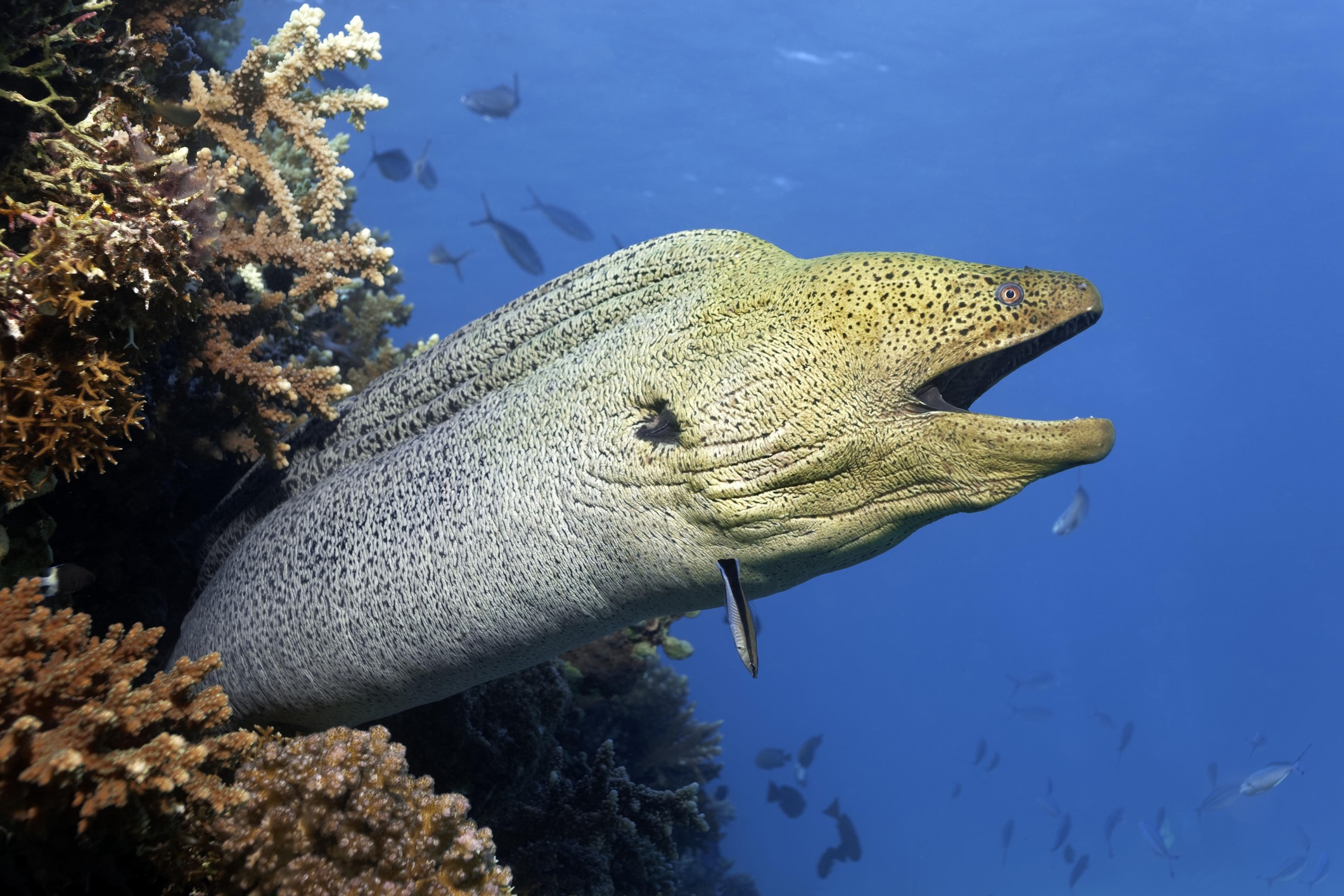 Giant moray eel
