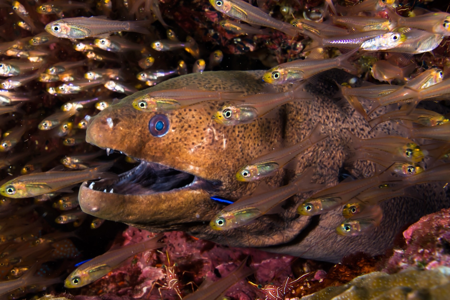 Giant moray eel