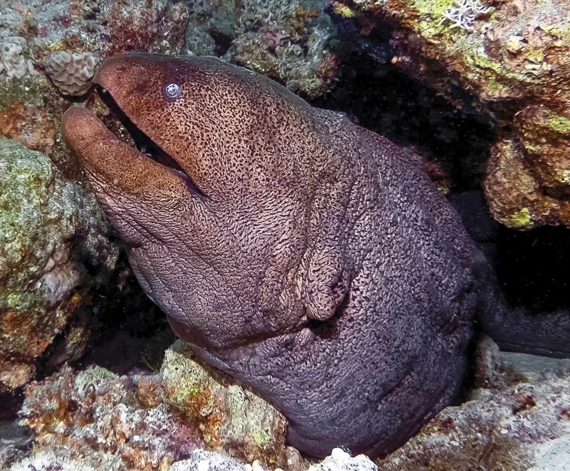 Giant moray eel