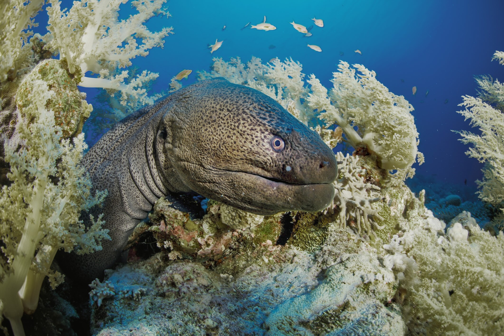 Giant moray eel