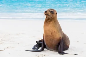Galápagos sea lion Galápagos sea lion