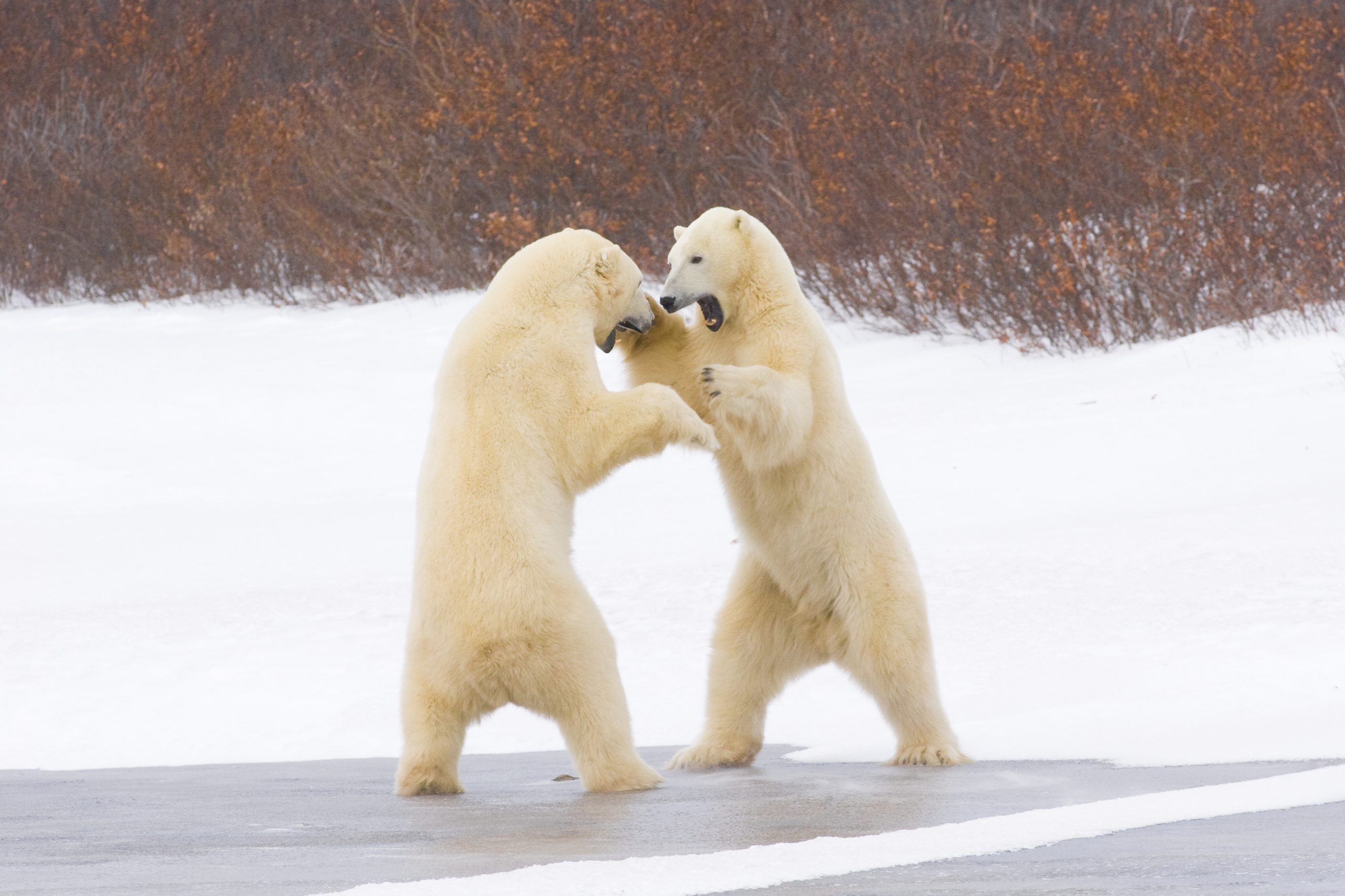 Two polar bears on their hind legs fighting