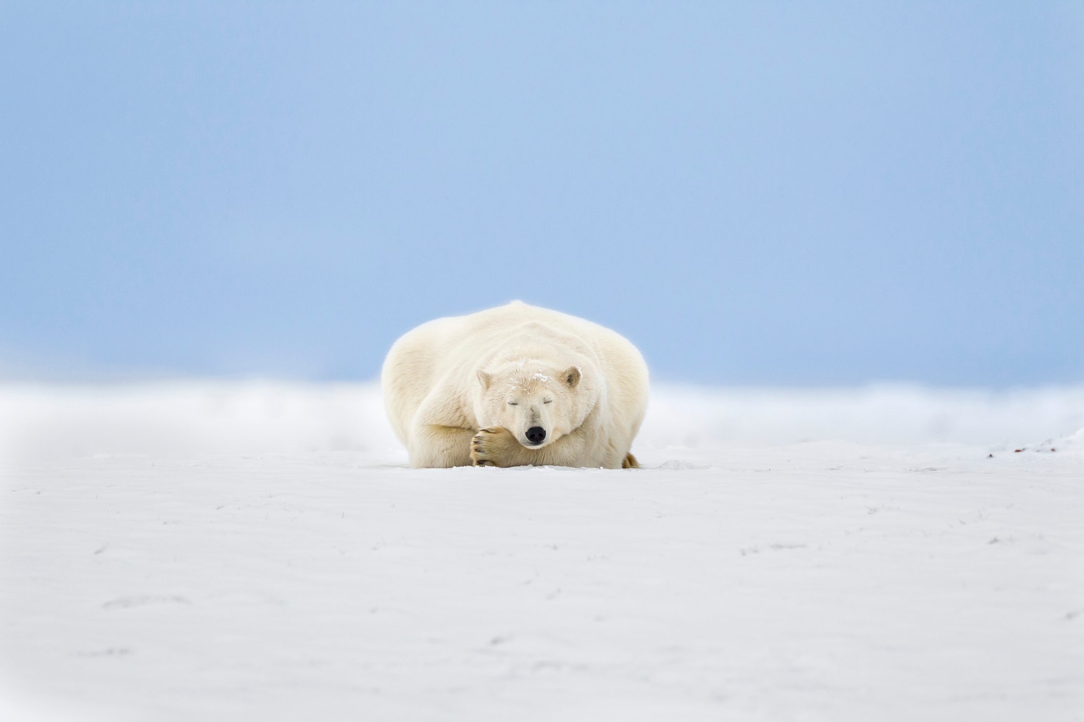 Adult polar bear rests in the snow, with paws tucked under