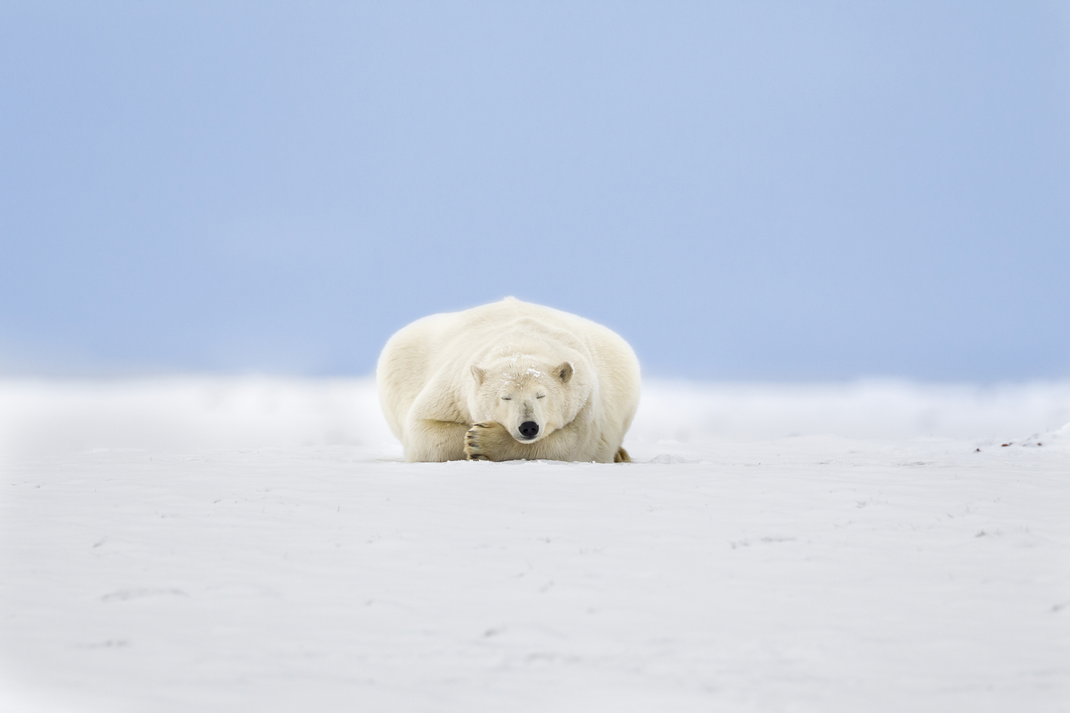 Adult polar bear rests in the snow, with paws tucked under