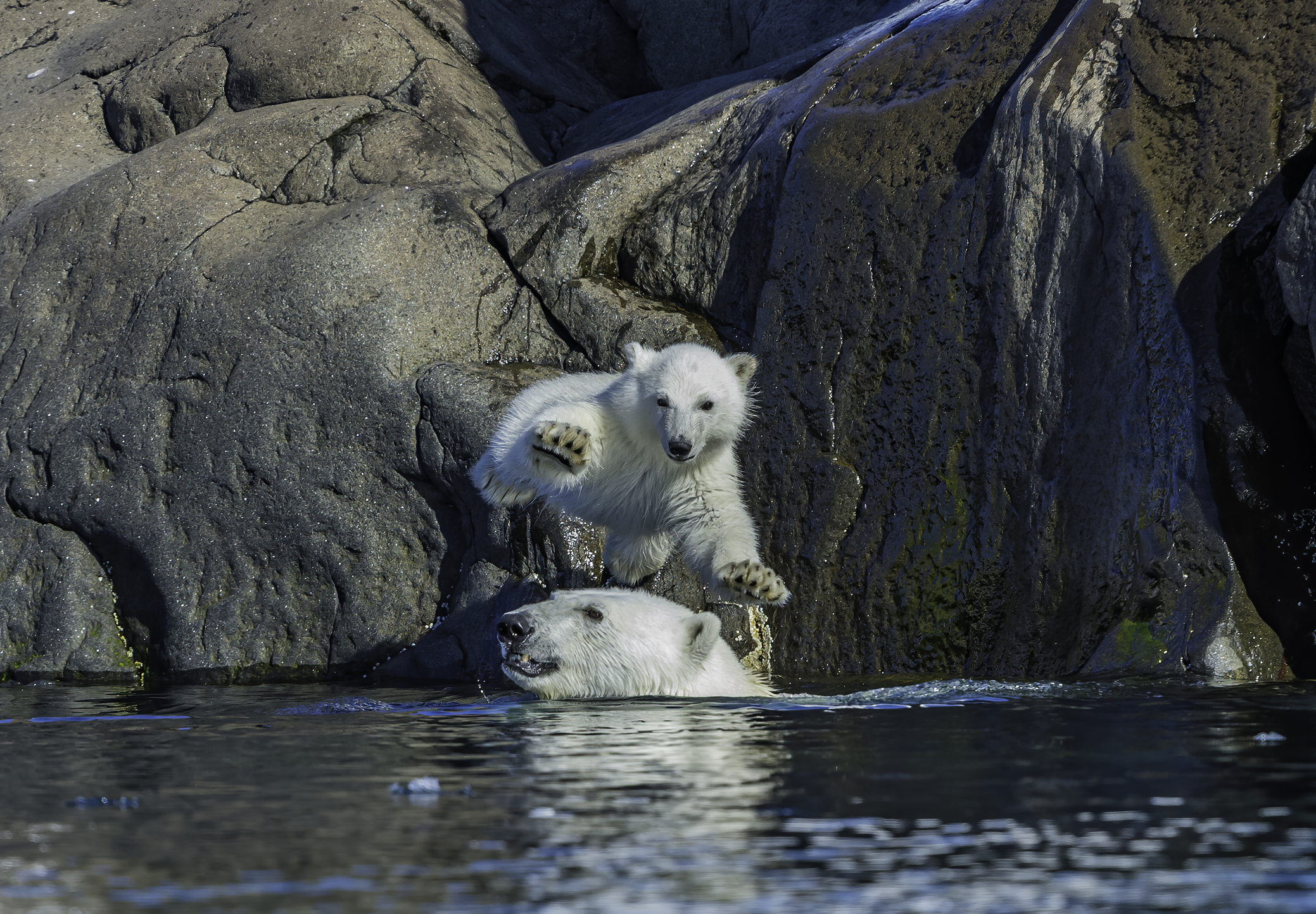 Polar bear mother and cub  play near rocks with cub jumping on top of her