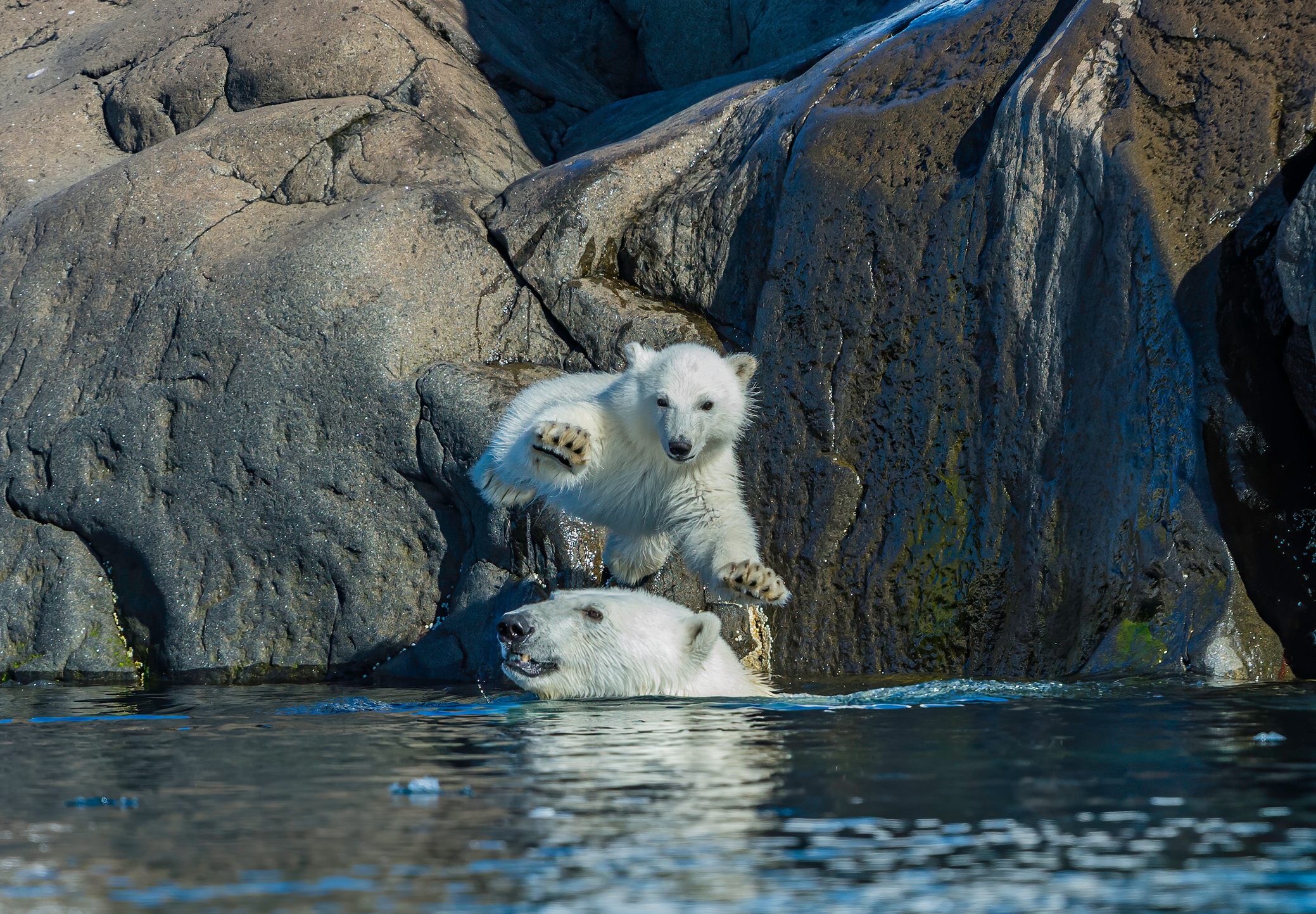 Polar bear mother and cub  play near rocks with cub jumping on top of her