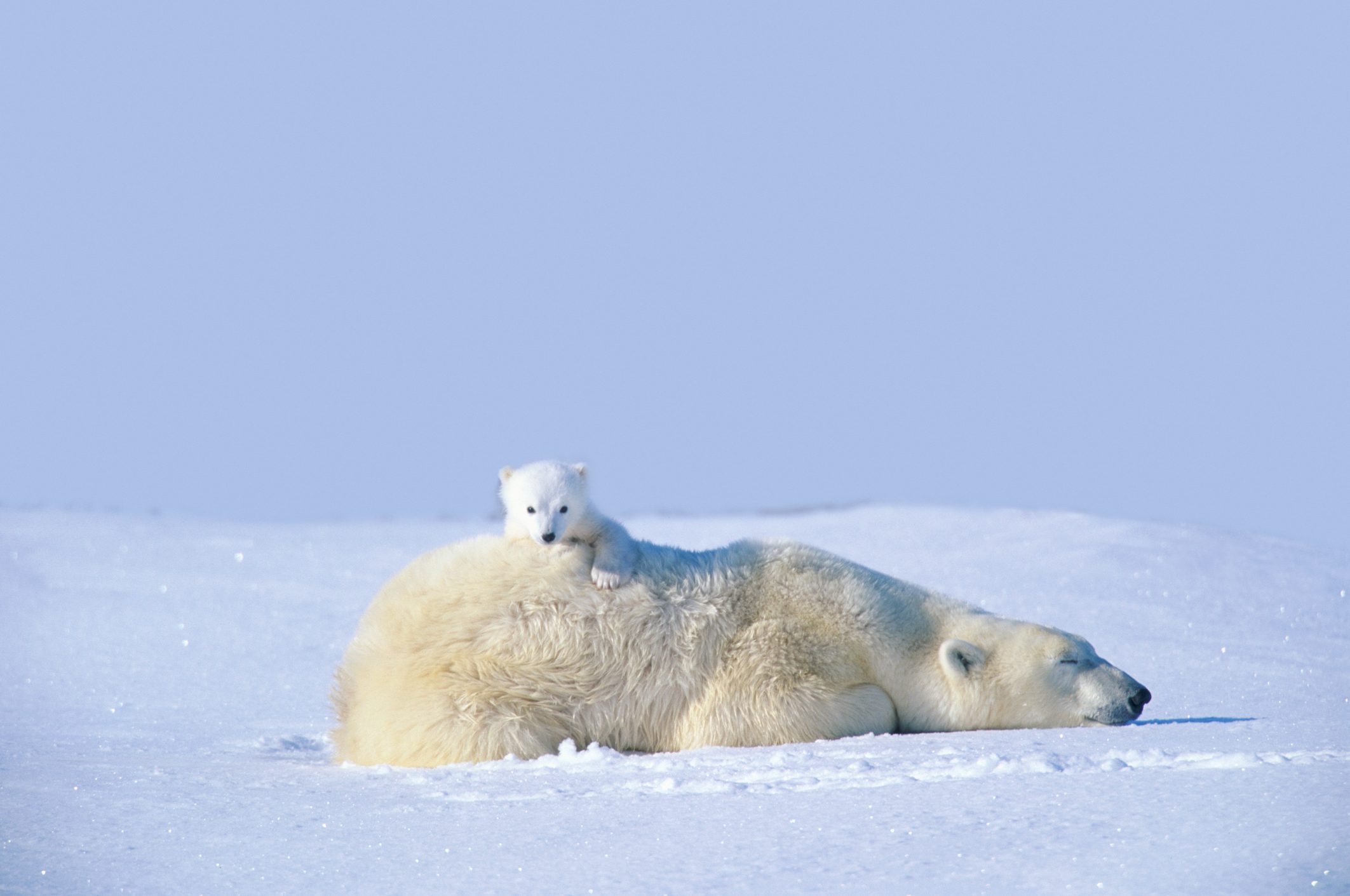 MOTHER POLAR BEAR WITH CUB, LYING ON SNOW, MANITOBA, CANADA