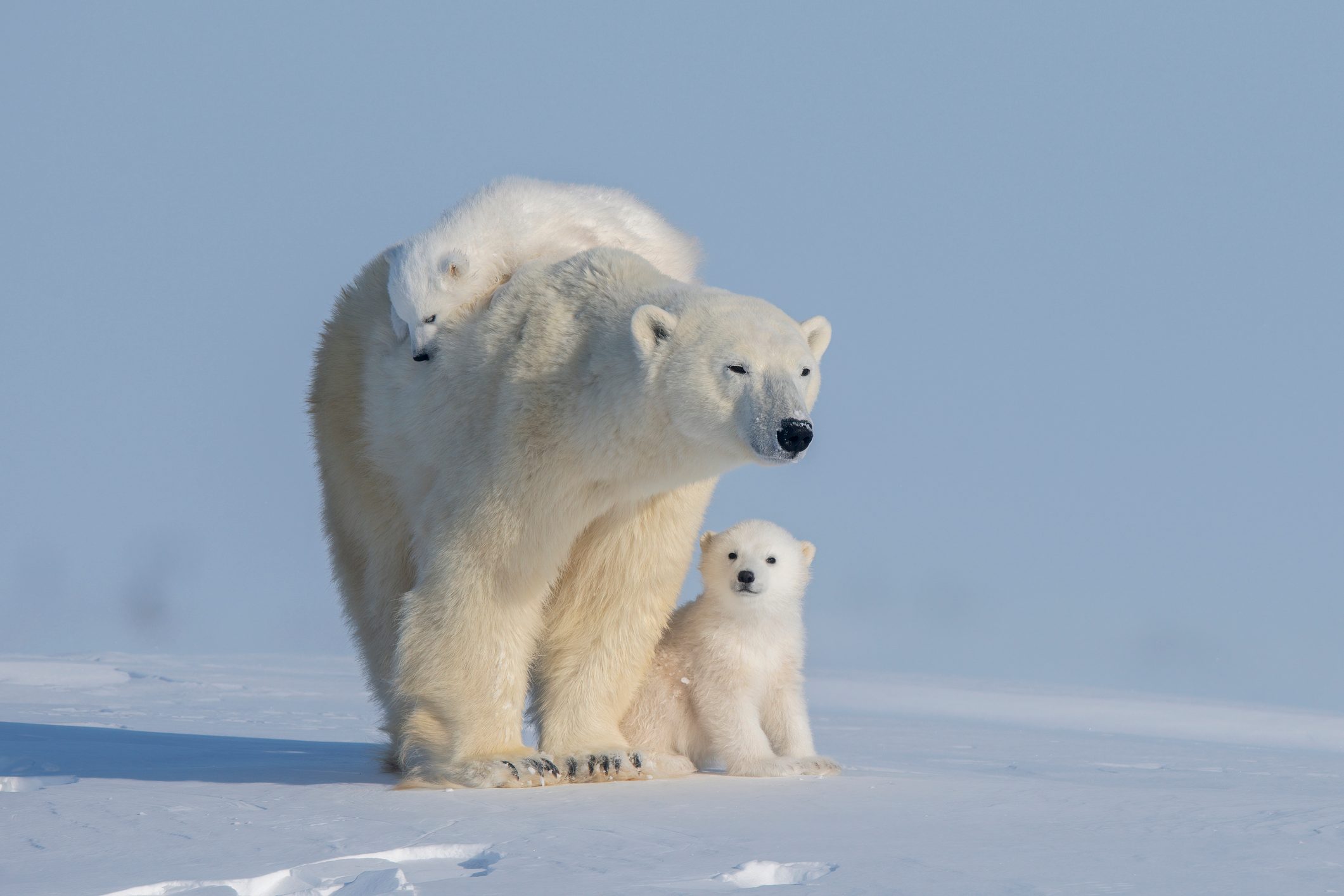 Two polar bears play fight on top of their mother