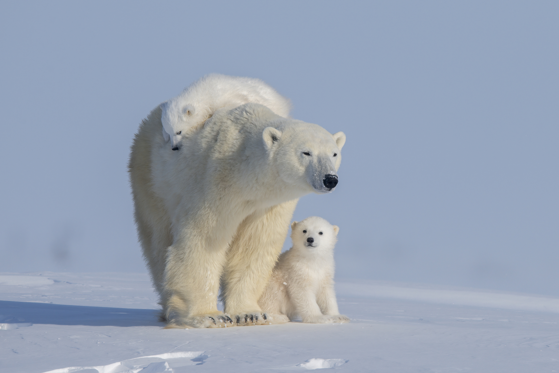 Two polar bears play fight on top of their mother