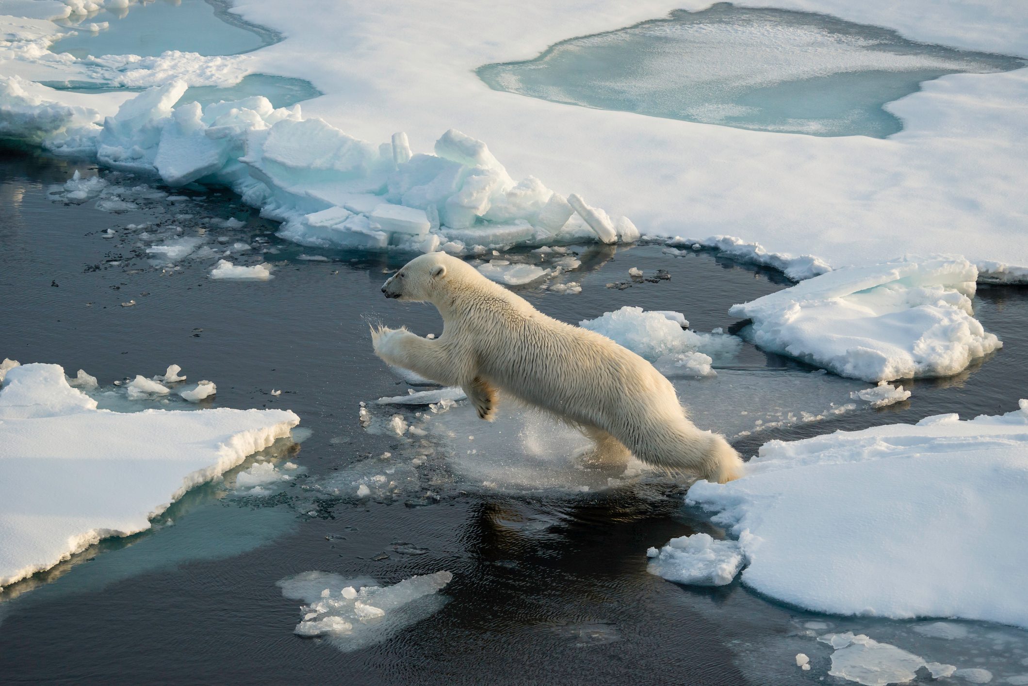 Polar bear jumps from one ice floe to the next. Arctic Ocean, north of Svalbard.
