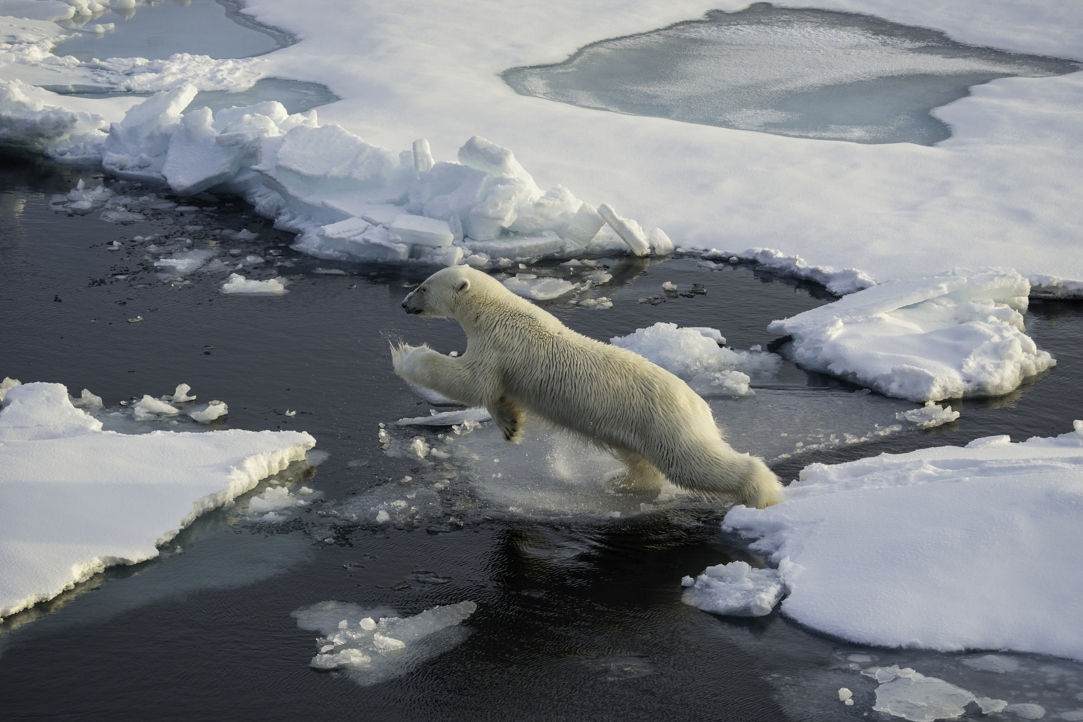 Polar bear jumps from one ice floe to the next. Arctic Ocean, north of Svalbard.