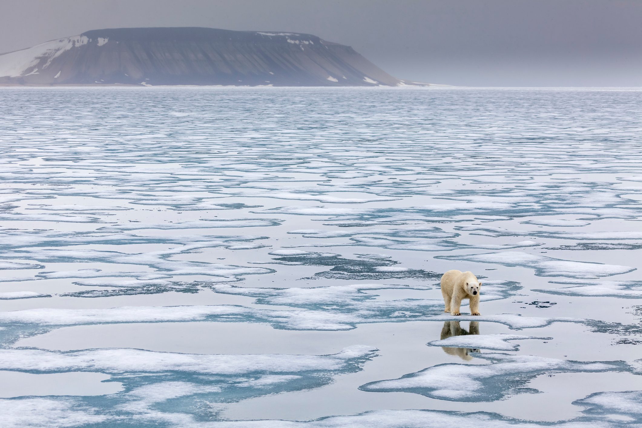 Polar bear stands on pack ice